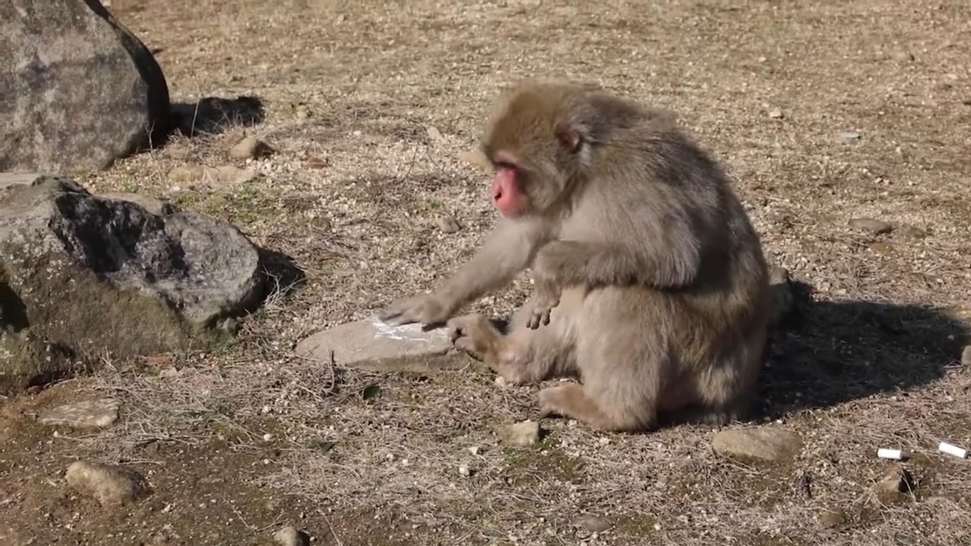 Кадр из видео, на котором видно, как особь японской макаки катает мел по камню, оставляя белые следы / © Primates, Cédric Sueur.
