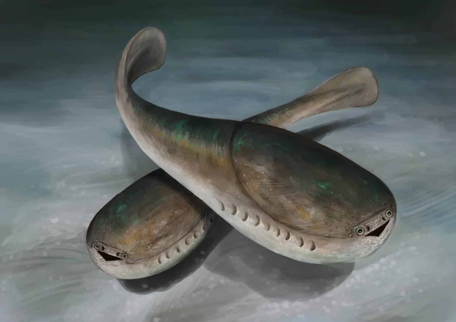 Sacabambaspis — представитель гетеростраков / © x.com, MateuszH14