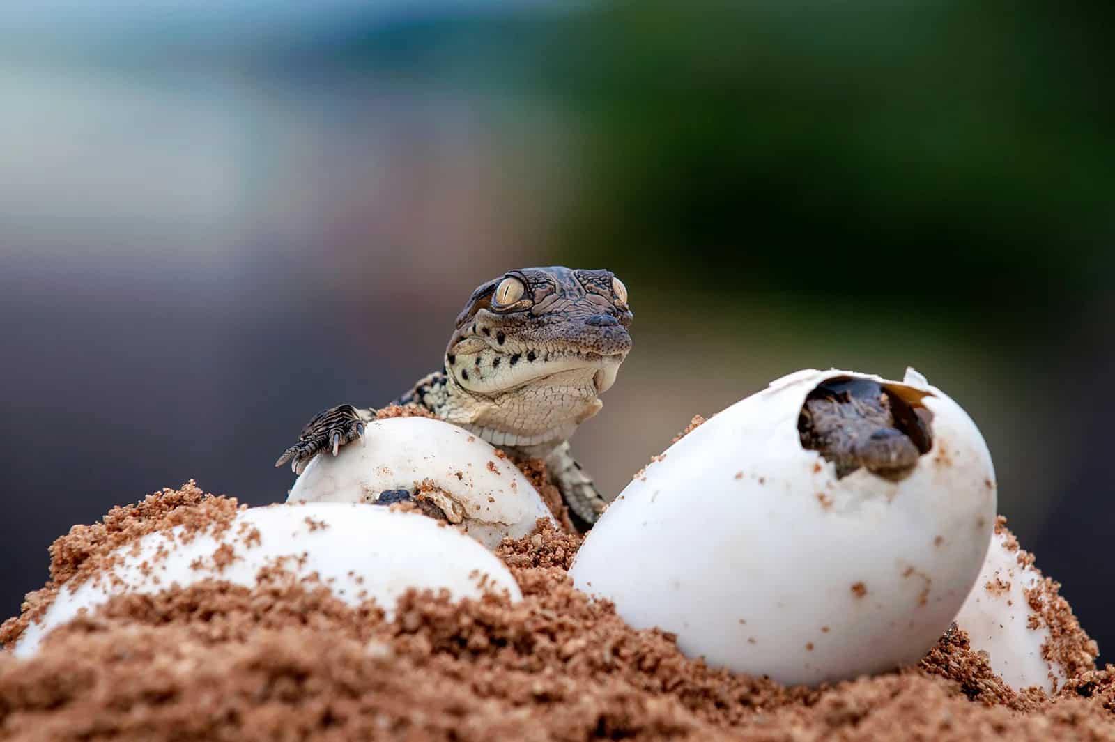 Вылупившийся нильский крокодил / © Megan Paine/stock.adobe.com.