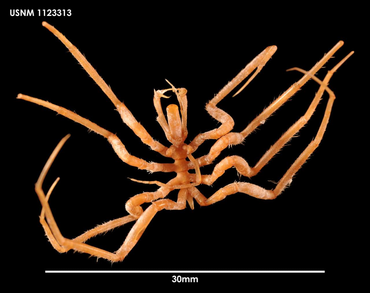 Морской паук Nymphon australe / © nmnh.si.edu, Adrian James Testa