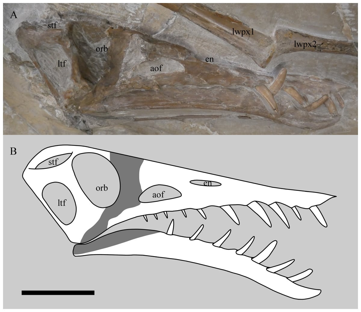 Череп гигантского образца Rhamphorhynchus muensteri NHMUK PV OR 37002 на виде сбоку, демонстрирующем 3D-природу образца (A), и модели черепа и нижней челюсти на виде справа сбоку (B). Сохранившиеся кости и зубы выделены белым цветом, затушеванные или реконструированные части — серым. Обратите внимание, что череп не имеет видимых швов. Масштабная линейка — 50 миллиметров / © PeerJ, David W.E. Hone and Skye N. McDavid.