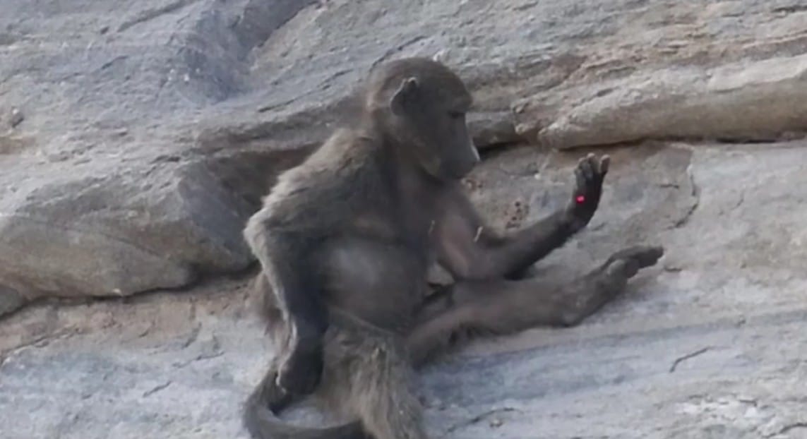 Ученые отслеживали поведение павианов в серии опытов с лазерной указкой, чей луч направляли на разные части тела приматов / © Esa A. Ahmad, Helen Reiderman et al., Proceedings of the Royal Society B: Biological Sciences (2025)