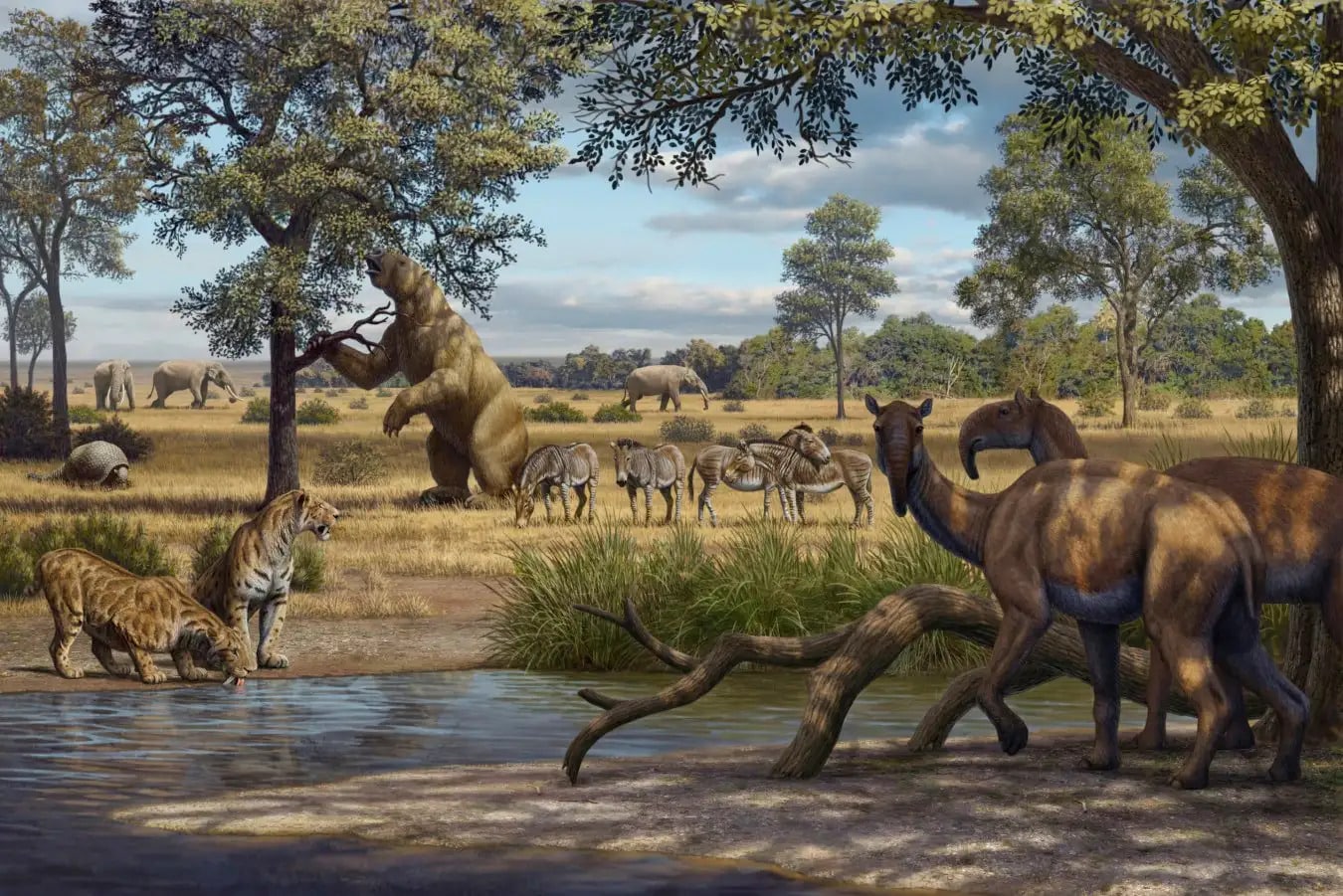 В эпоху плейстоцена Южная Америка была домом для многих крупных млекопитающих, включая саблезубых кошек (Smilodon populator), представителей отряда литоптернов (Xenorhinotherium bahiense), лам из семейства верблюдовых (Palaeolama major), токсодонов (Toxodon platensis), слоноподобных существ (Notiomastodon platensis), а также гигантских ленивцев (Eremotherium laurillardi) / © Science photo library, Mauricio Anton