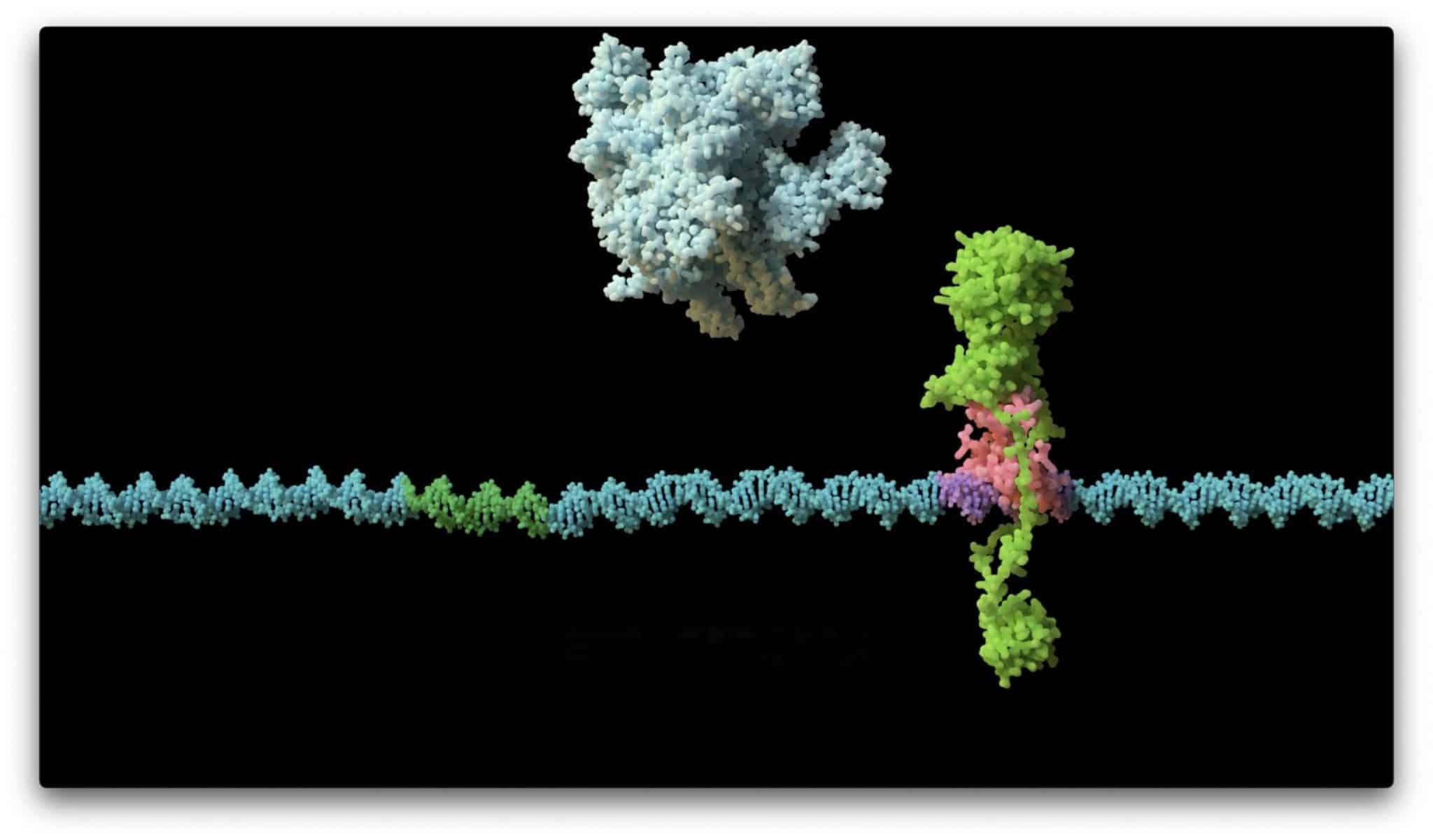 Наглядное представление механизма взаимодействие белков KorB и KorA: KorB (зеленый) захватывается партнером KorA (розовый) на плазмидной ДНК (голубой), препятствуя связыванию ДНК РНК-полимеразой (серый). В конечном итоге процесс приводит к подавлению гена устойчивости / © Matthew Clark