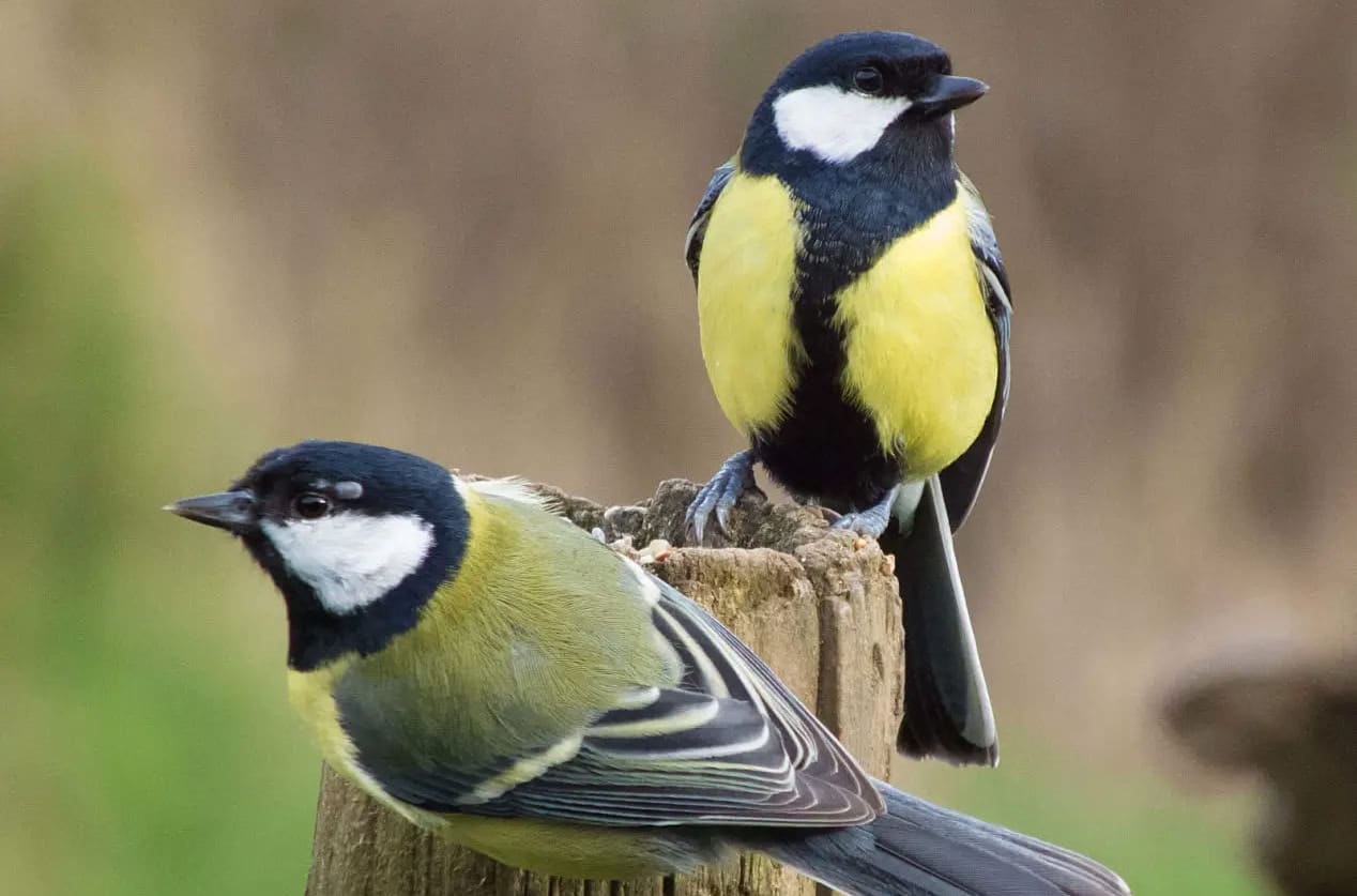 Большие синицы (Parus major) / © Steve Herring, animalia.bio