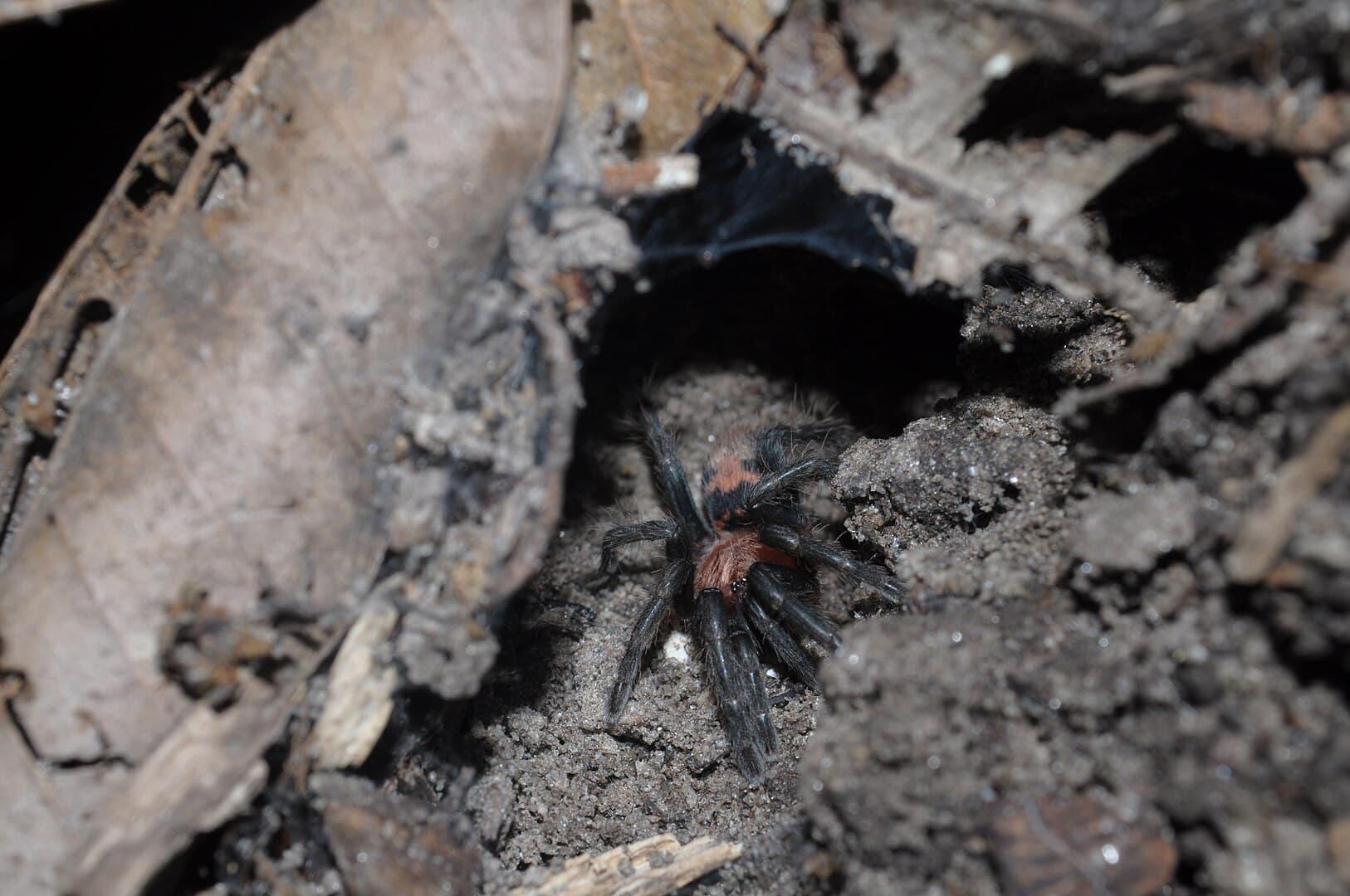 Davus pentaloris в дикой природе. Открытие американских арахнологов показало невероятную гибкость нервной системы этих пауков. Такие навыки адаптации, вероятно, заинтересуют робототехников / © Wikimedia