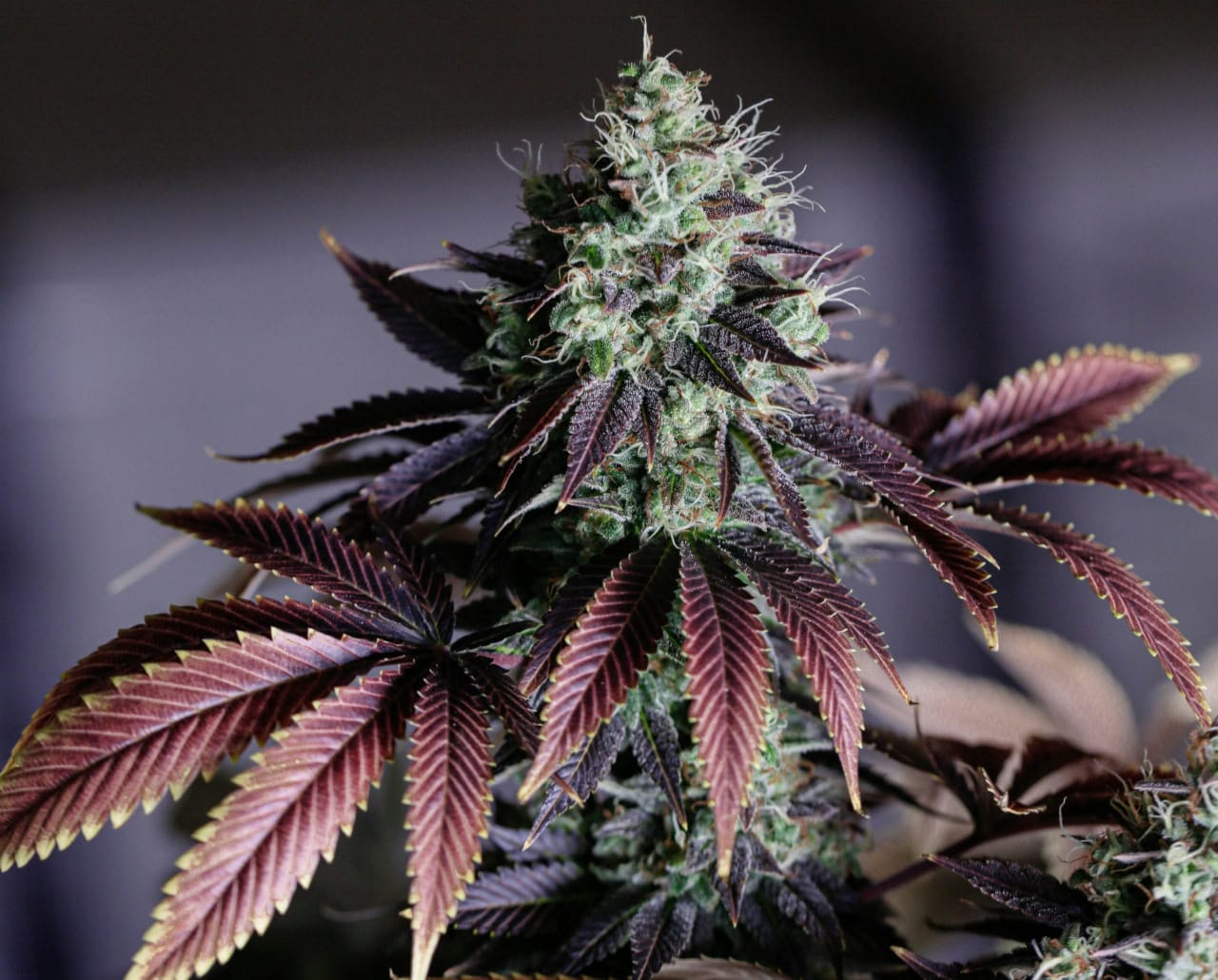 © Diyahna Lewis, unsplash.com