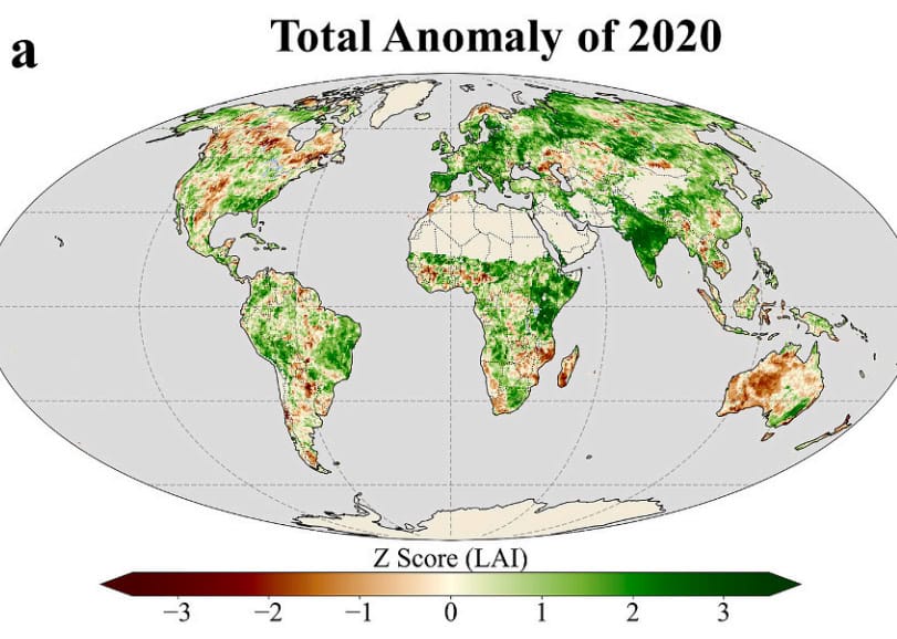 Глобальное озеленение в 2020 году достигло рекордного уровня. На карте зеленым обозначен повышенный индекс площади листьев, коричневым — пониженный. Хорошо видно рекордные всплески в Индии, Сибири, Восточной Африке и Центральной Европе / © Yulong Zhang et al.