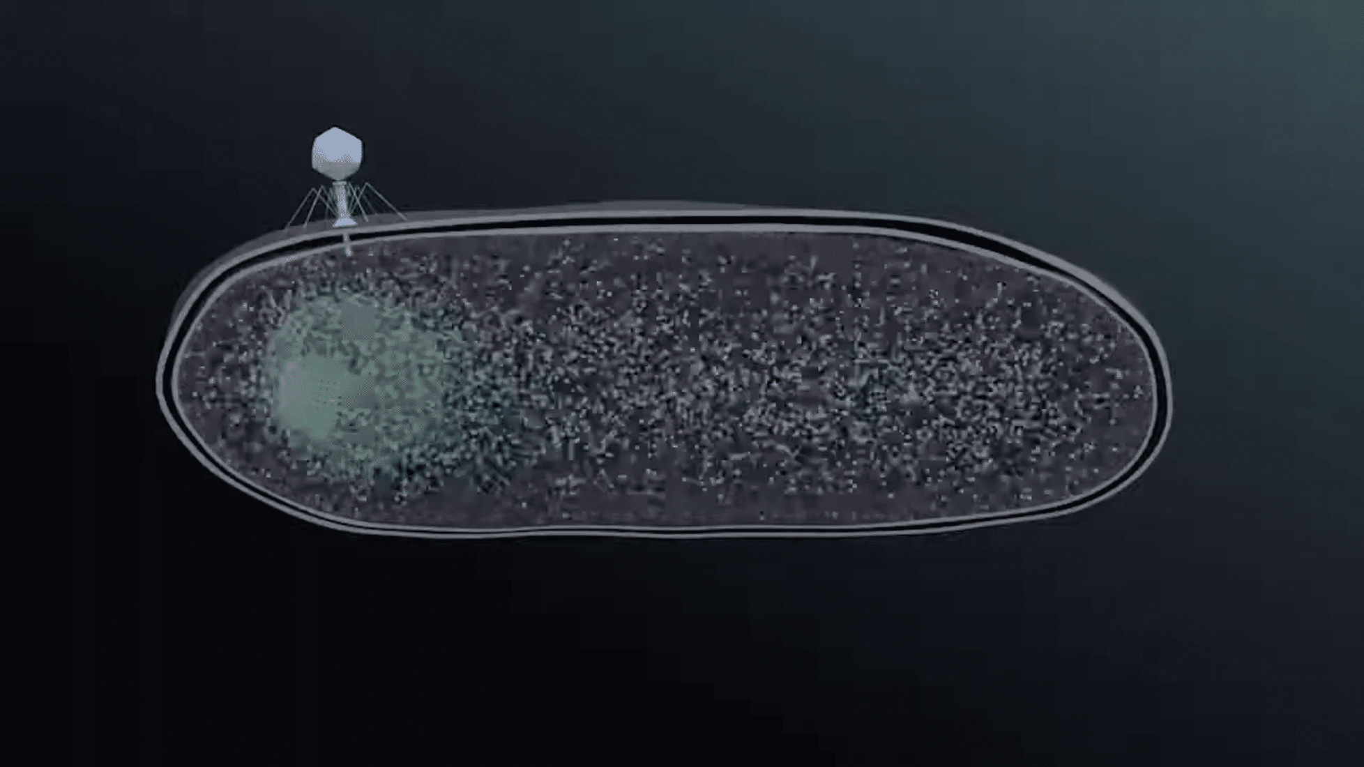 Джамбо-фаг заражает клетку / © youtube.com, UC San Diego