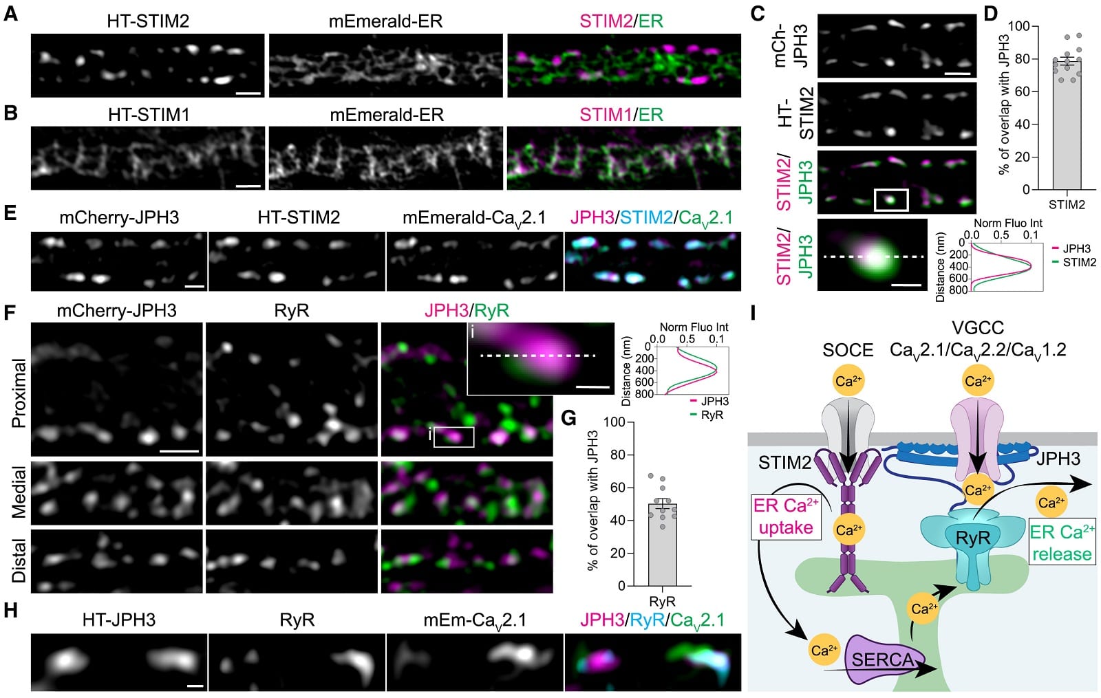 Сигналы поступают в головной мозг благодаря структурам, сходным с заставляющими мышцы сокращаться / © Lorena Benedetti et al., Cell
