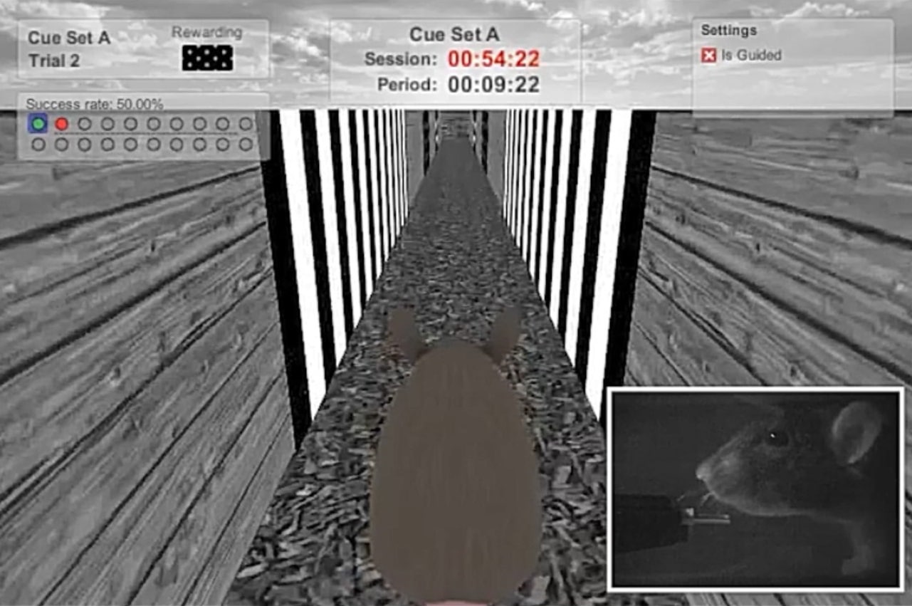 Кадр из видео, изображающего эксперимент с мышами и виртуальной реальностью / © Weinan Sun et al., Nature