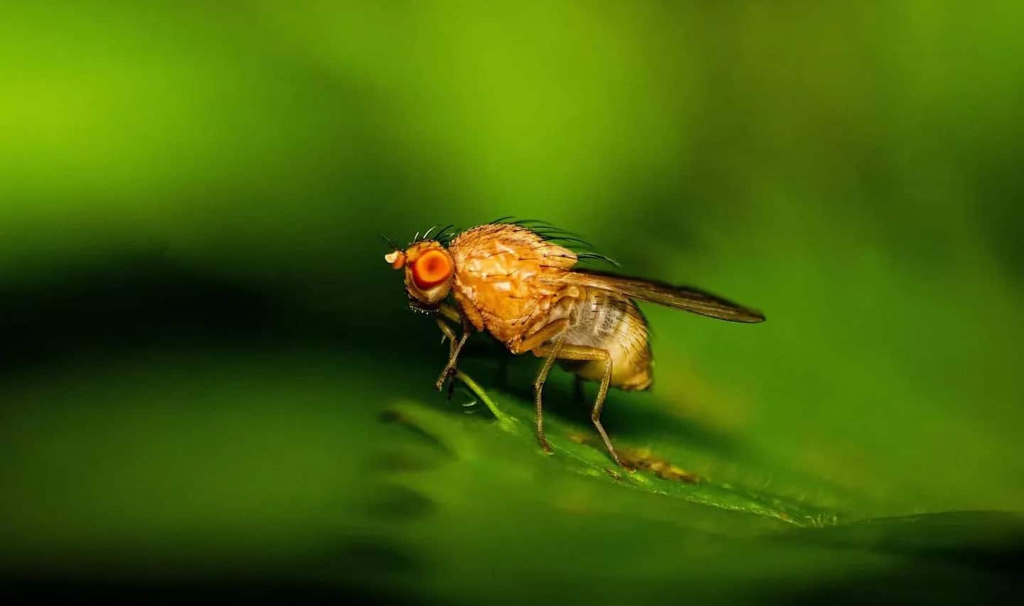 Плодовые мушки (Drosophila melanogaster) подвержены заражению паразитическим грибком Beauveria bassiana / © University of Birmingham, 2025