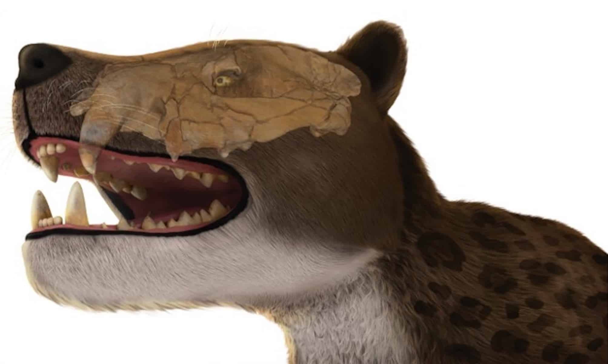 Реконструкция головы бастетодона / © Shorouq F. Al-Ashqar et. al.