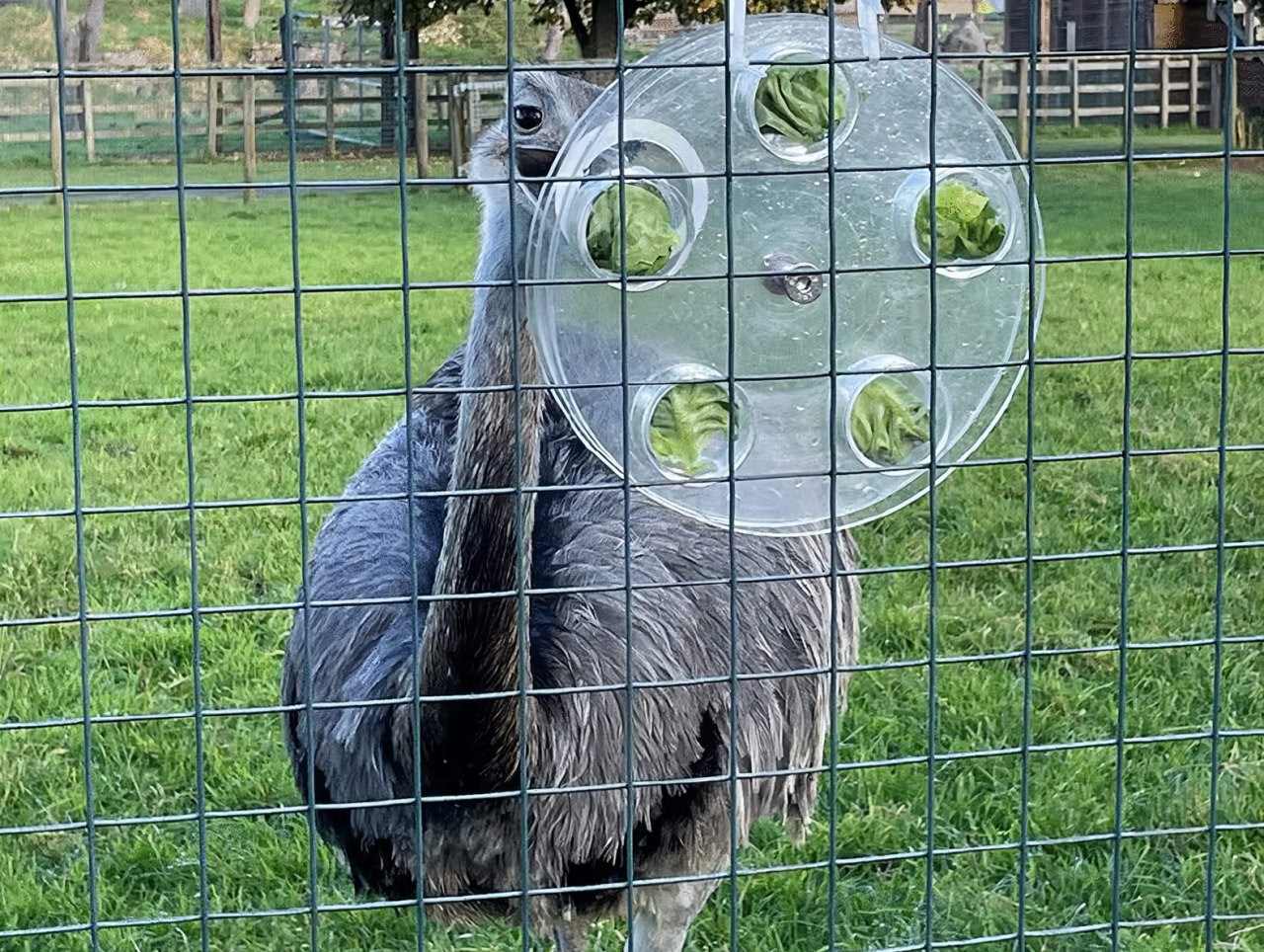 Нанду пытается решить головоломку / © Fay E. Clark et al., Scientific Reports, 2025