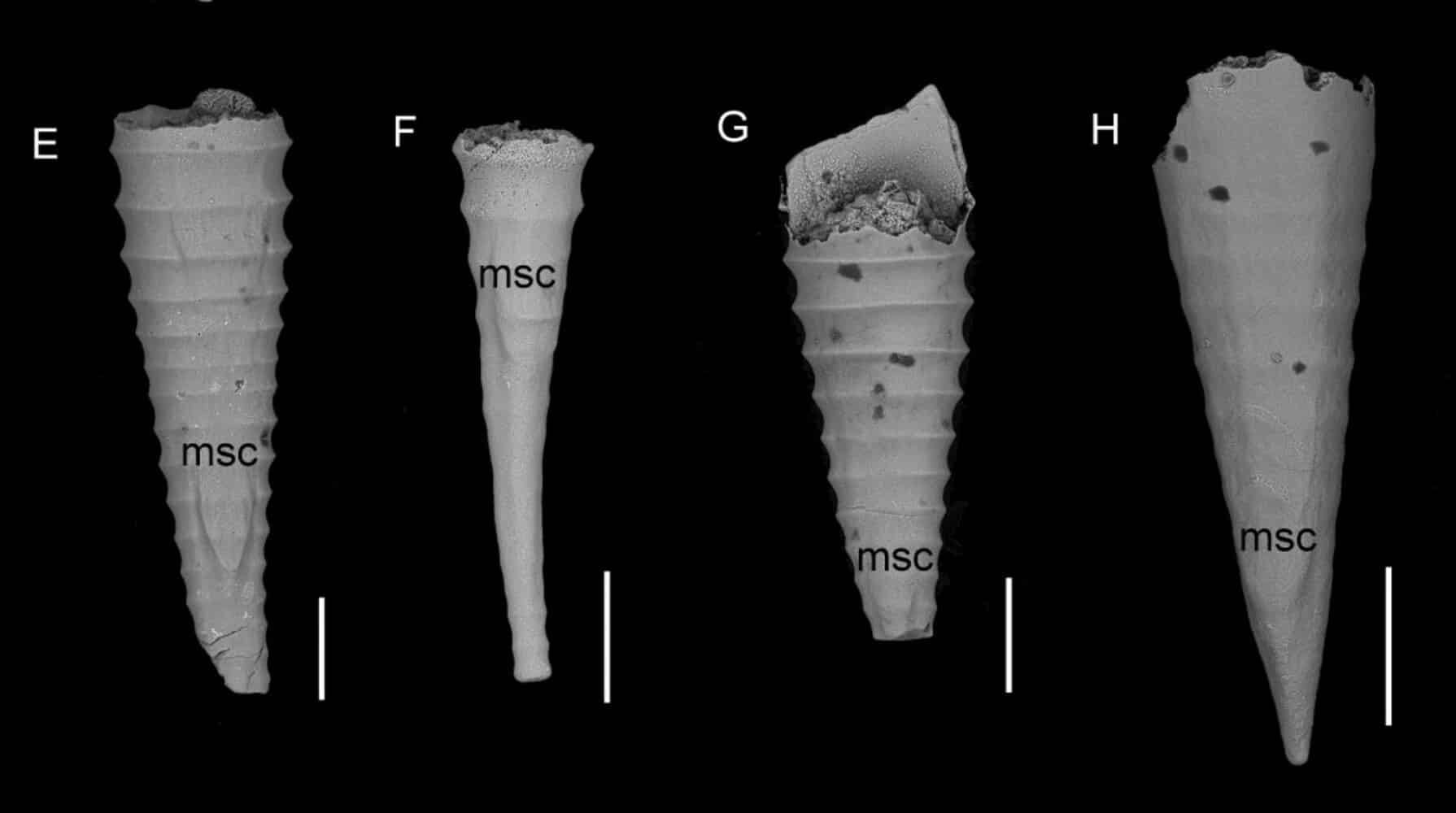 Раковины тентакулитов / © tandfonline.com, O. Vinn et al., 2025