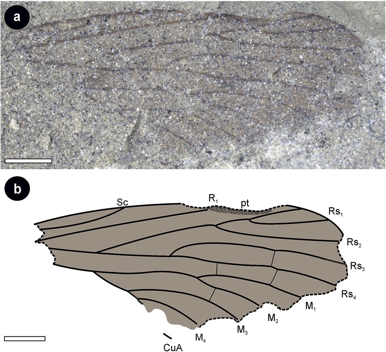 Образец (Mecoptera: Permochoristidae) из нижней части верхнетриасовой формации, северный хребет Эйзенхауэр, север Земли Виктории, Восточная Антарктида. A) Фотография переднего крыла. B) Линейный рисунок переднего крыла. Масштабная линейка — один миллиметр / © Antarctic Science, María Belén Lara et al.