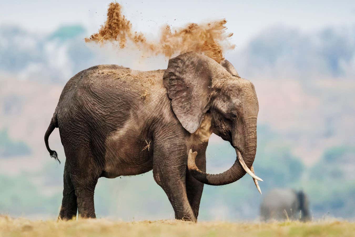 У африканских слонов есть дополнительные копии генов, которые помогают противостоять раку / ©