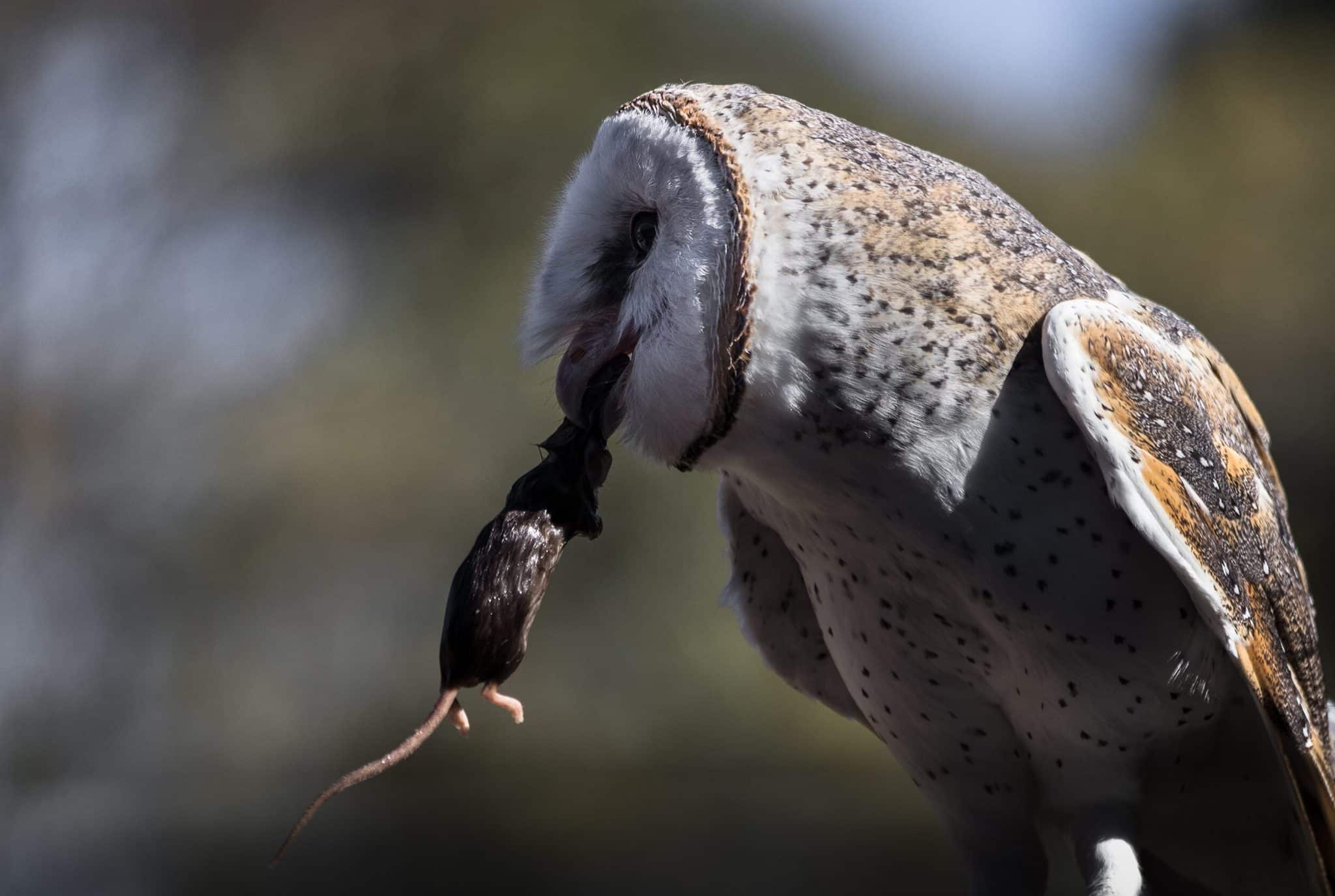 Сипуха вида Tyto javanica держит в клюве мышь, Австралия / © Wikimedia Commons, Buiobuione.