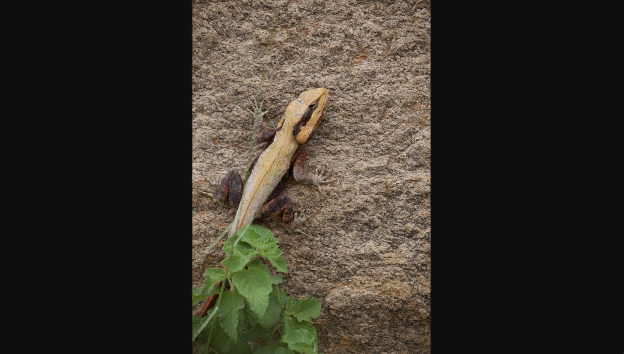 Самец индийской горной агамы (Psammophilus dorsalis) / ©  Anuradha Batabyal