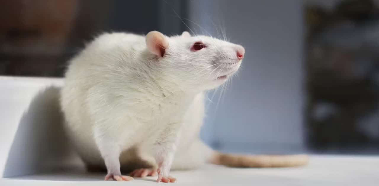 © Zhaso, Flickr.com