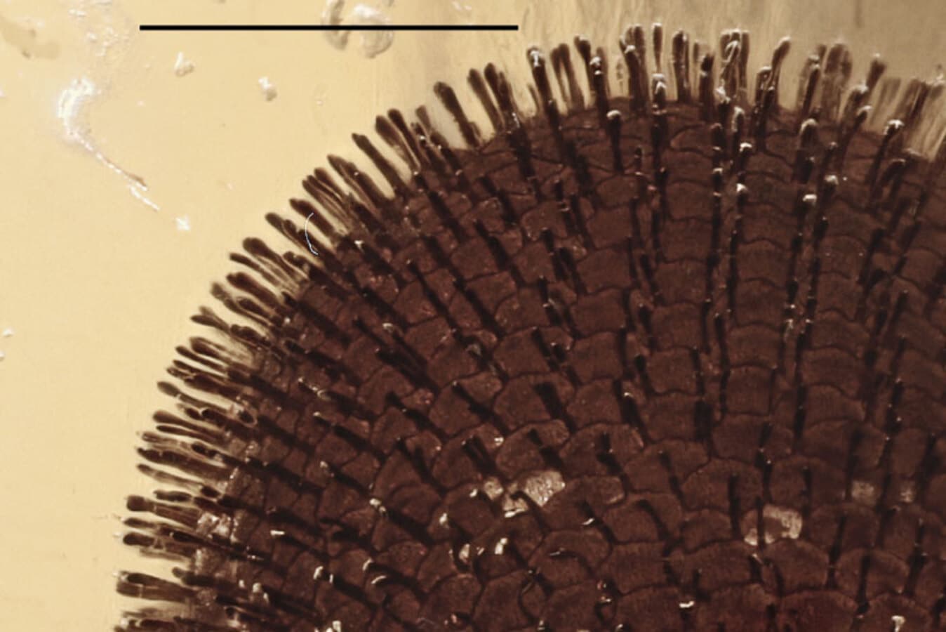 Детальное изображение инклюза, демонстрирующее структуру поверхности яйца с шестиугольными полями диаметром 100 микрометров и булавовидными шипами по углам. Масштабная линейка равна 0,5 миллиметра / © Palaeontologia Electronica, Thilo C. Fischer and Axel Hausmann