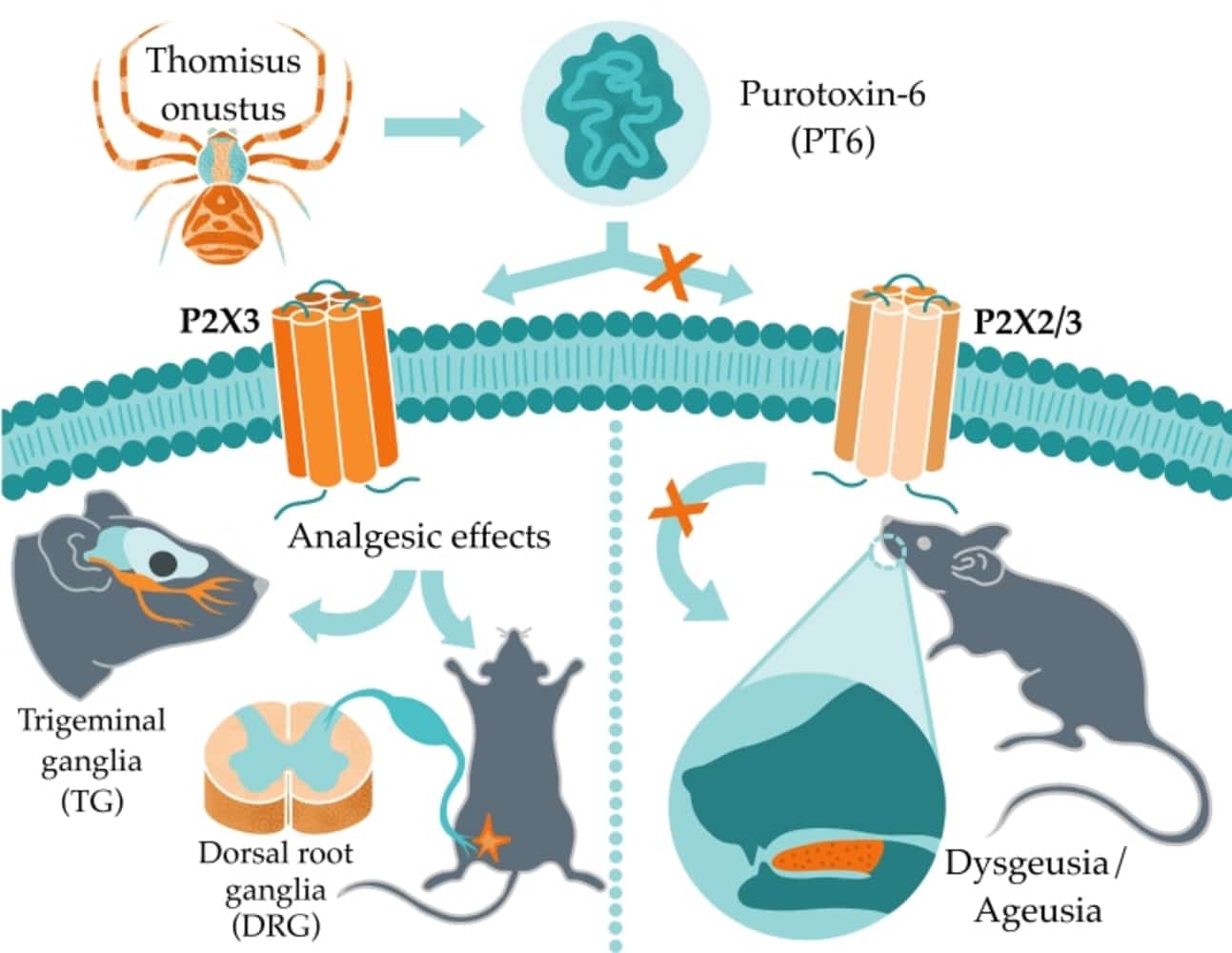 Графическое резюме исследования эффекта пуротоксина-6 / © ibch.ru, А. Самоукина