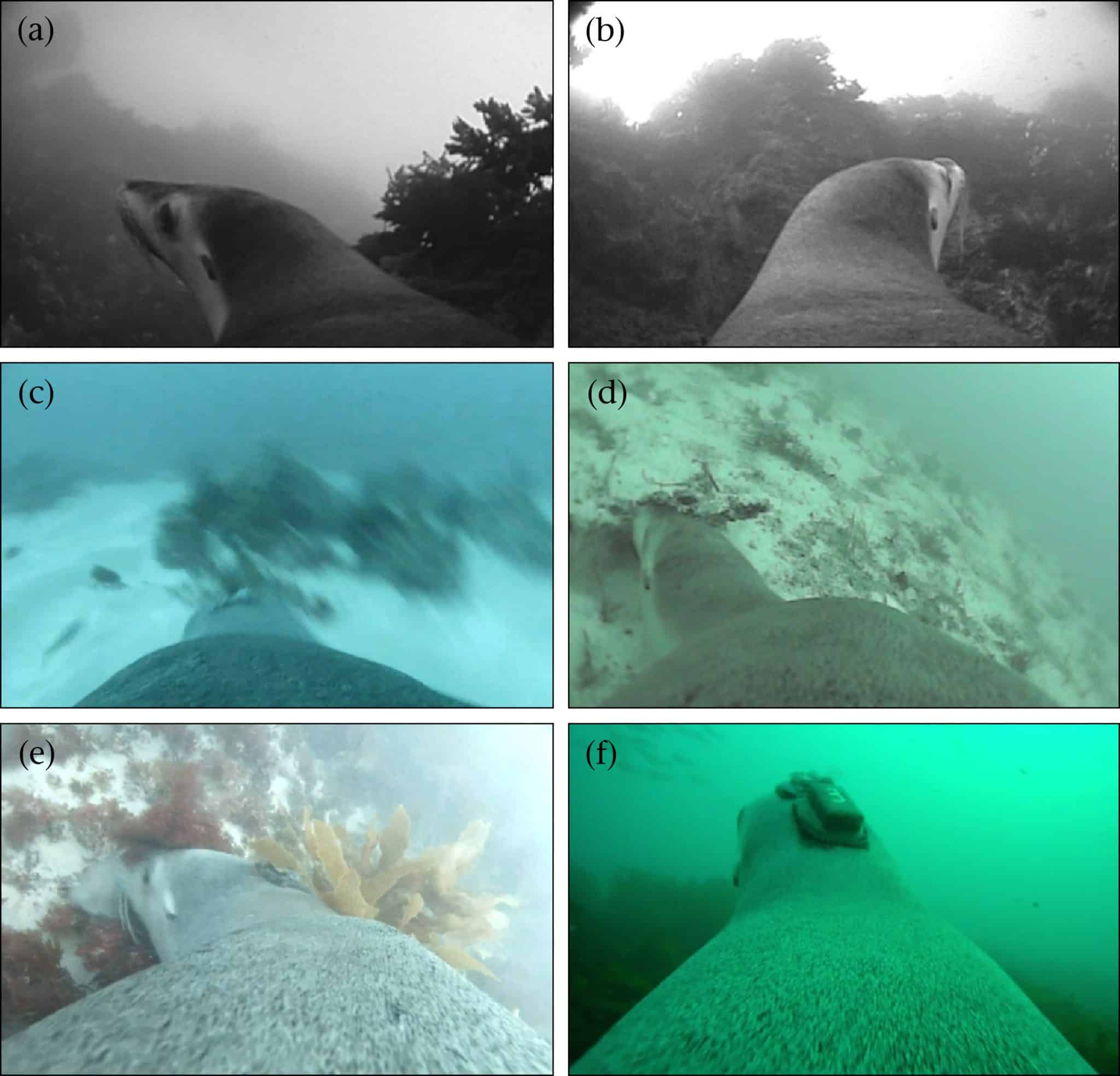 Тактика захвата добычи была определена по видеозаписям, сделанным 10 взрослыми самками австралийских морских львов в Южной Австралии. На снимках показаны примеры хищничества (a) и (b) в положении «сиди и жди», (c) преследование, (d) переворачивание камней или субстрата, (e) зондирование и (f) тактика засады / © Animal Behaviour, Nathan Angelakis et al.