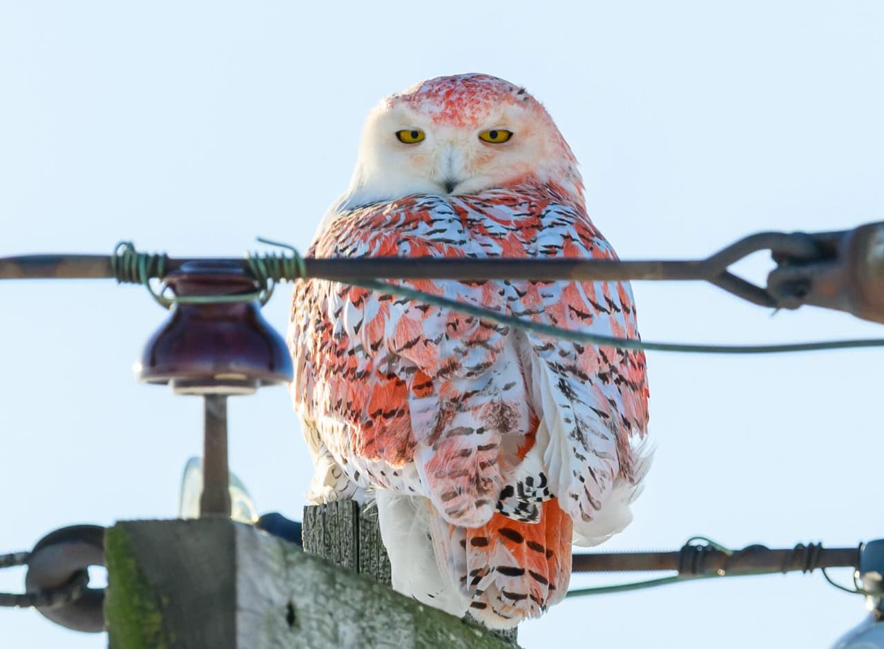 Специалисты не знают, как сова, прозванная Рыжиком, приобрела свою уникальную расцветку, и выдвинули на этот счет разные гипотезы / © Julie Maggert