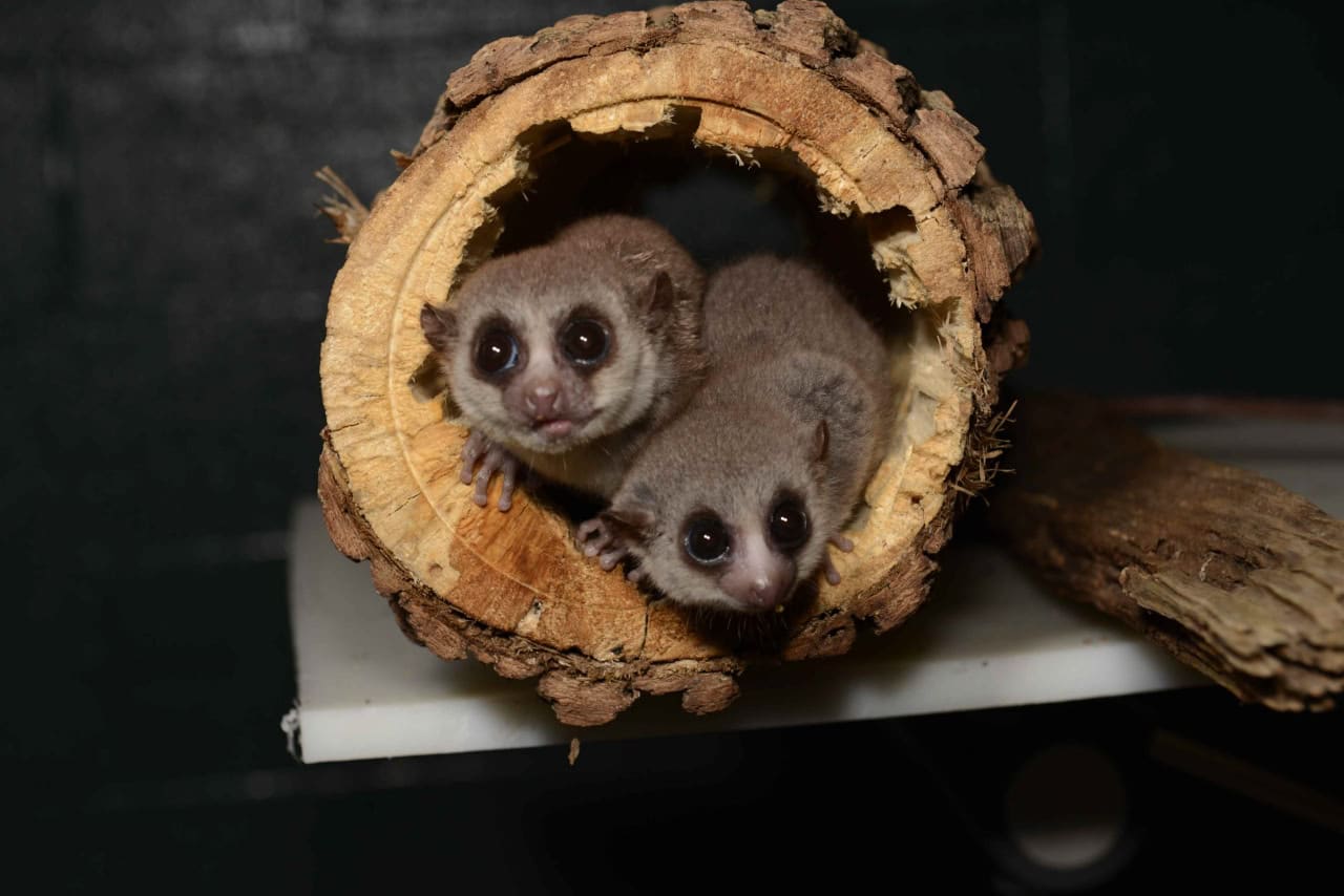 Толстохвостые лемуры из Центра по исследованию лемуров при Дьюкском университете / © David Haring, Duke Lemur Center