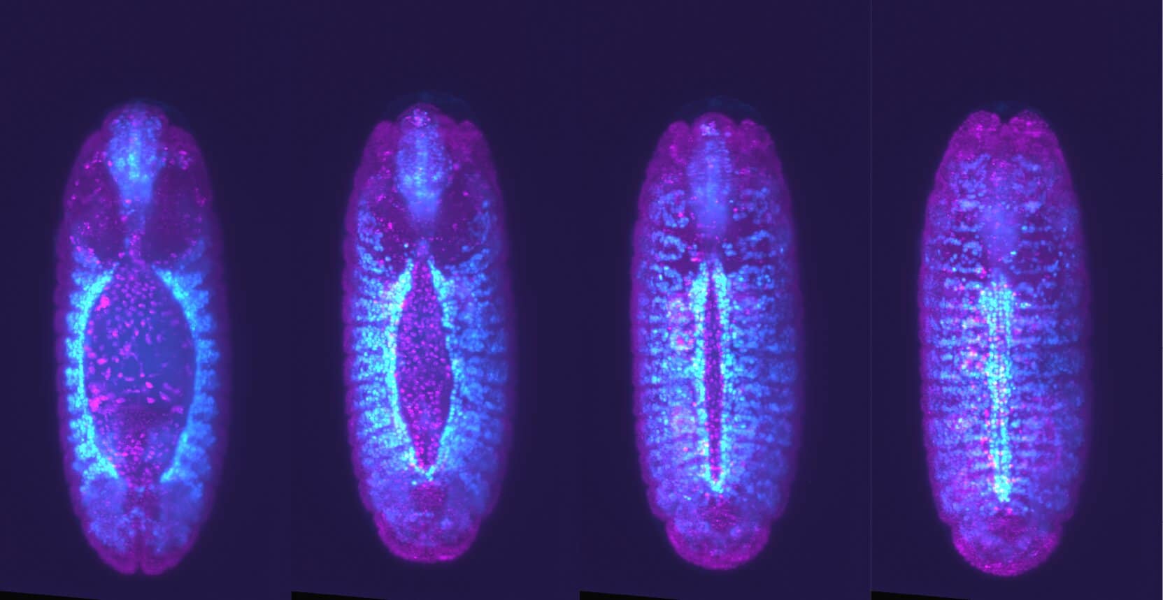 Этапы формирования сердца эмбриона дрозофилы: голубым цветом отмечены два удаленных друг от друга участка (крайний слева). Их последующая миграция приводит к созданию трубки и образованию первой структуры сердца (крайняя  справа). Точное расположение и сопряжение клеток имеют решающее значение для правильного развития органа / ©  Thamarailingam Athilingam and Kate McDole