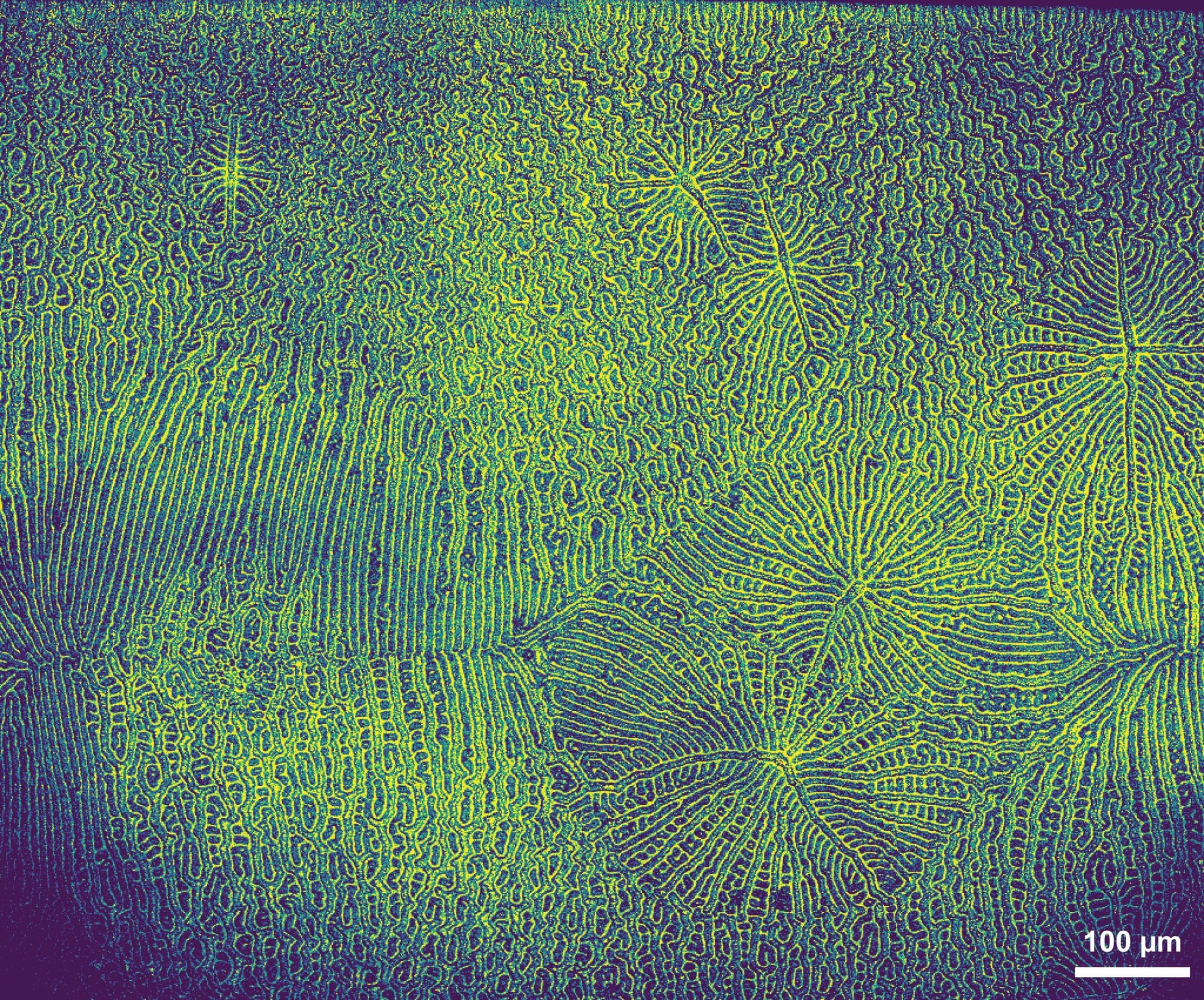 Конфокальная микроскопия части созданного светодиода, постобработка цветом / © Samarpita Sen / Rituparno Chowdhury