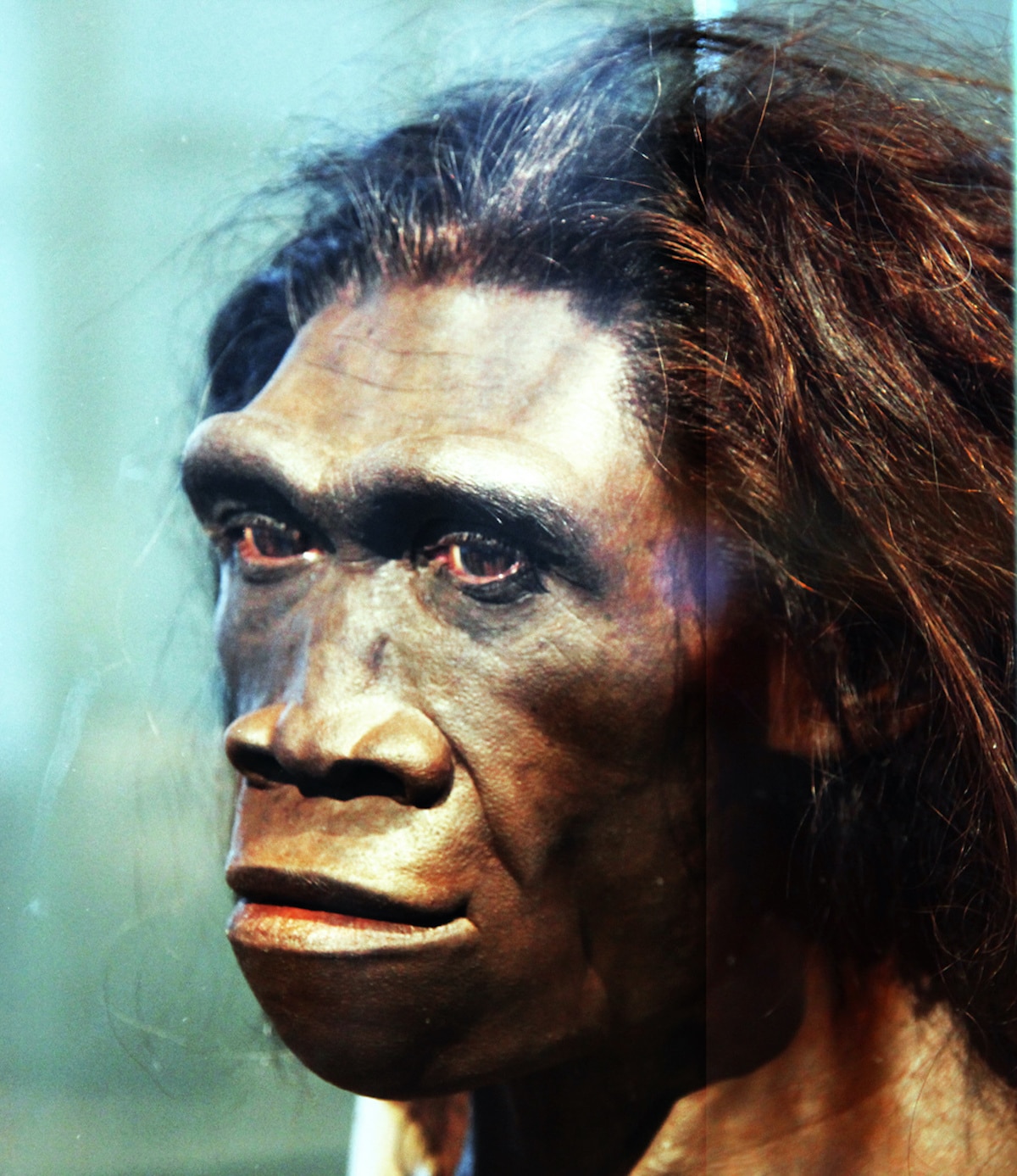 Модель Homo erectus из Смитсоновского музея естественной истории / © flickr.com