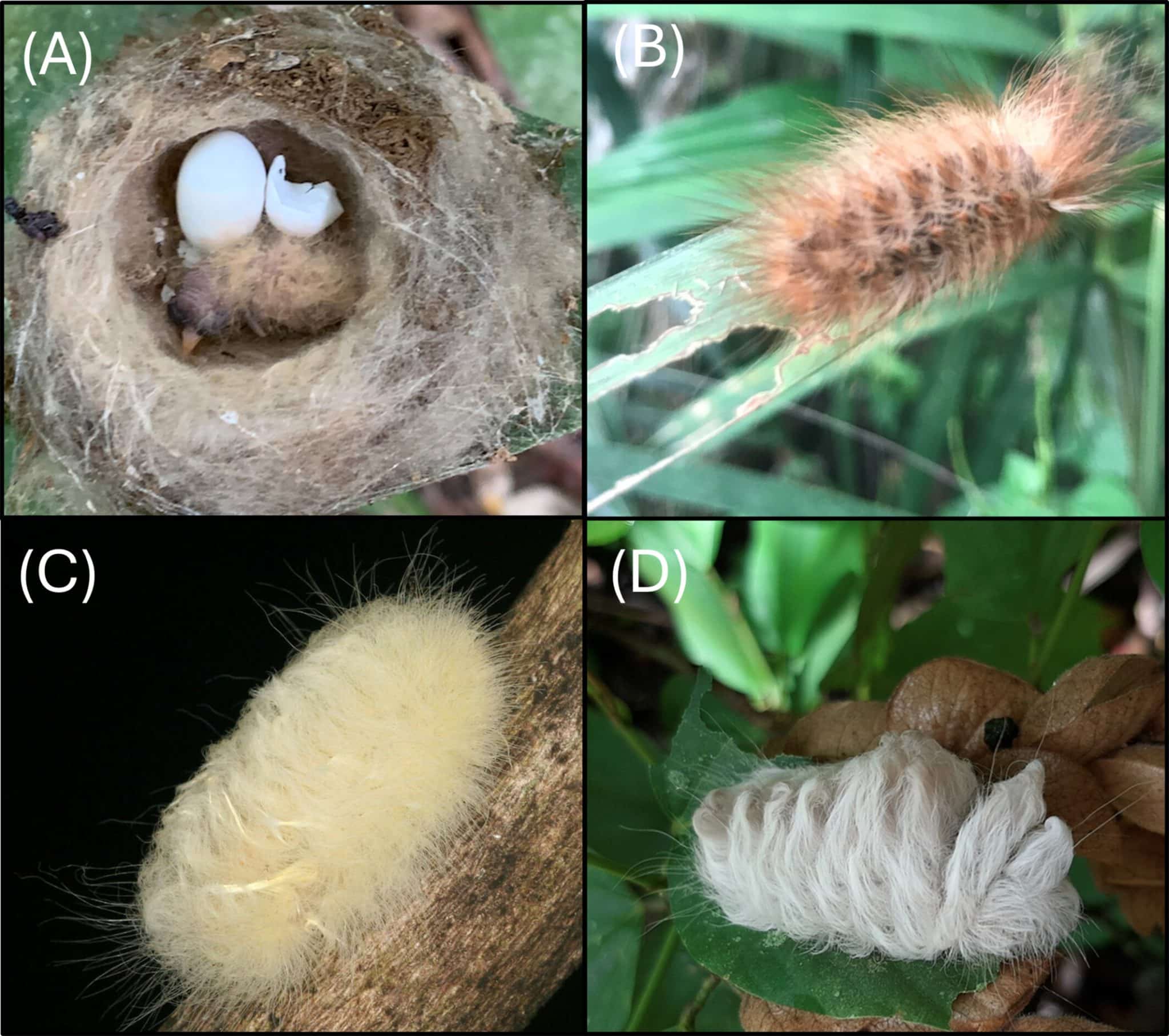 (A) Птенец колибри вида Florisuga mellivora в гнезде с невылупившимся яйцом. (B-D) Виды личинок чешуекрылых мегалопигид, найденные в том же регионе, что и наши наблюдения в Центральной Панаме / © Ecological Society of America, Jay J. Falk et al.
