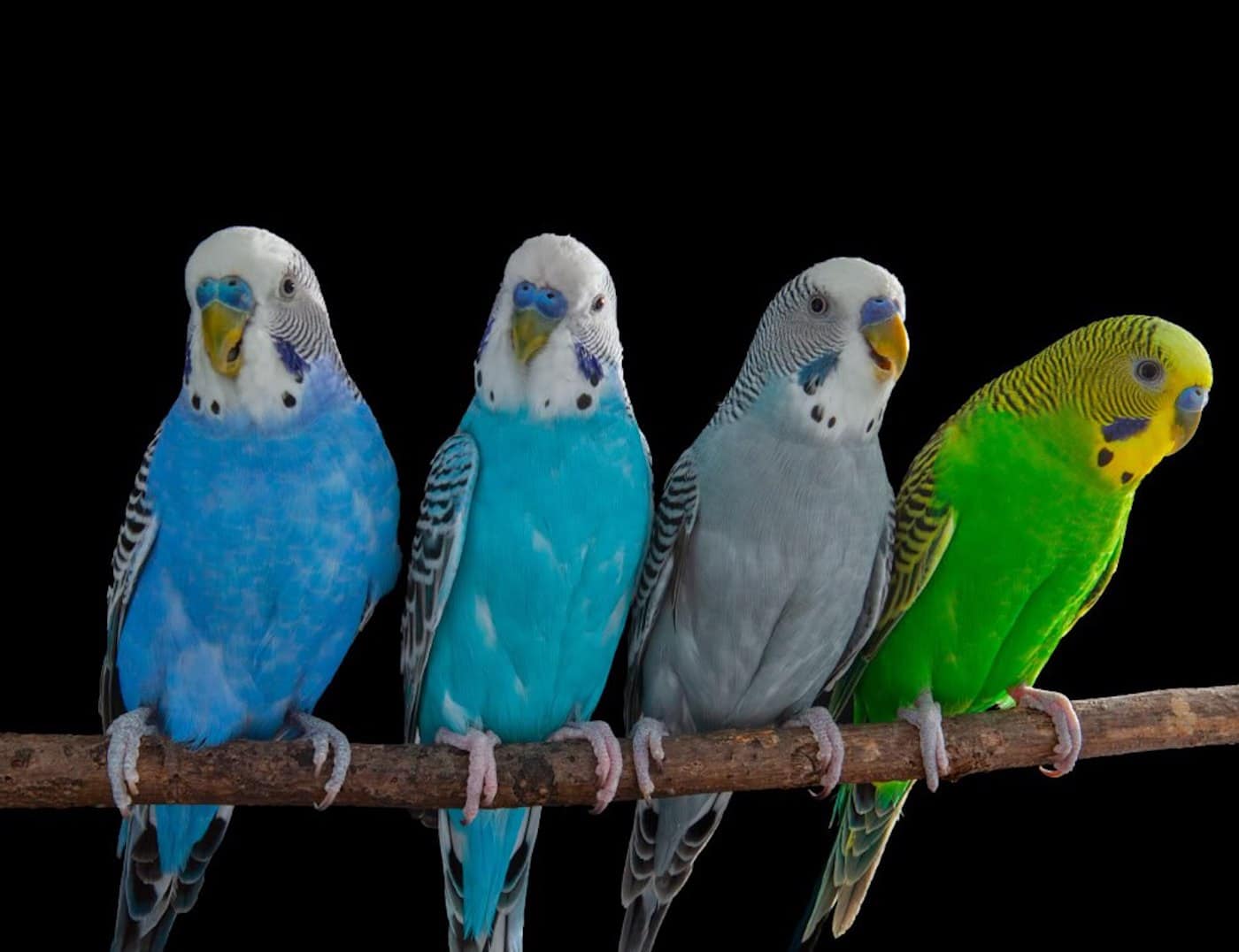 Волнистые попугайчики / © Christopher Auger-Dominguez