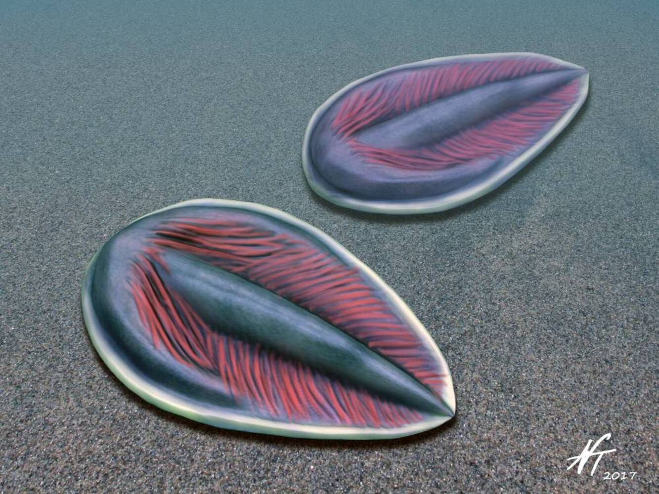 Parvancorina minchami, реконструкция художника / © blogspots.com, Nobu Tamura