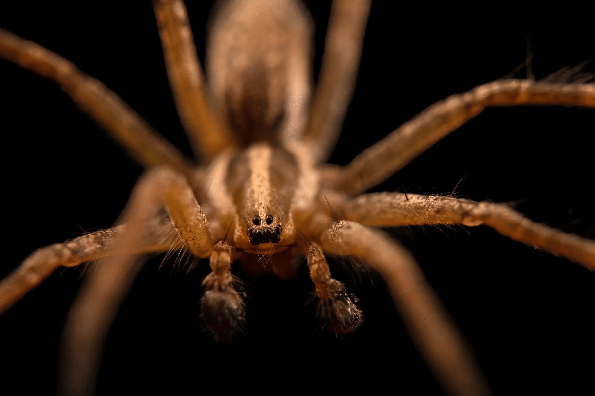 Пауки вида Agelenopsis pennsylvanica — небольшие хищники, распространенные в Северной Америке / © Photo Ark, Joel Sartore