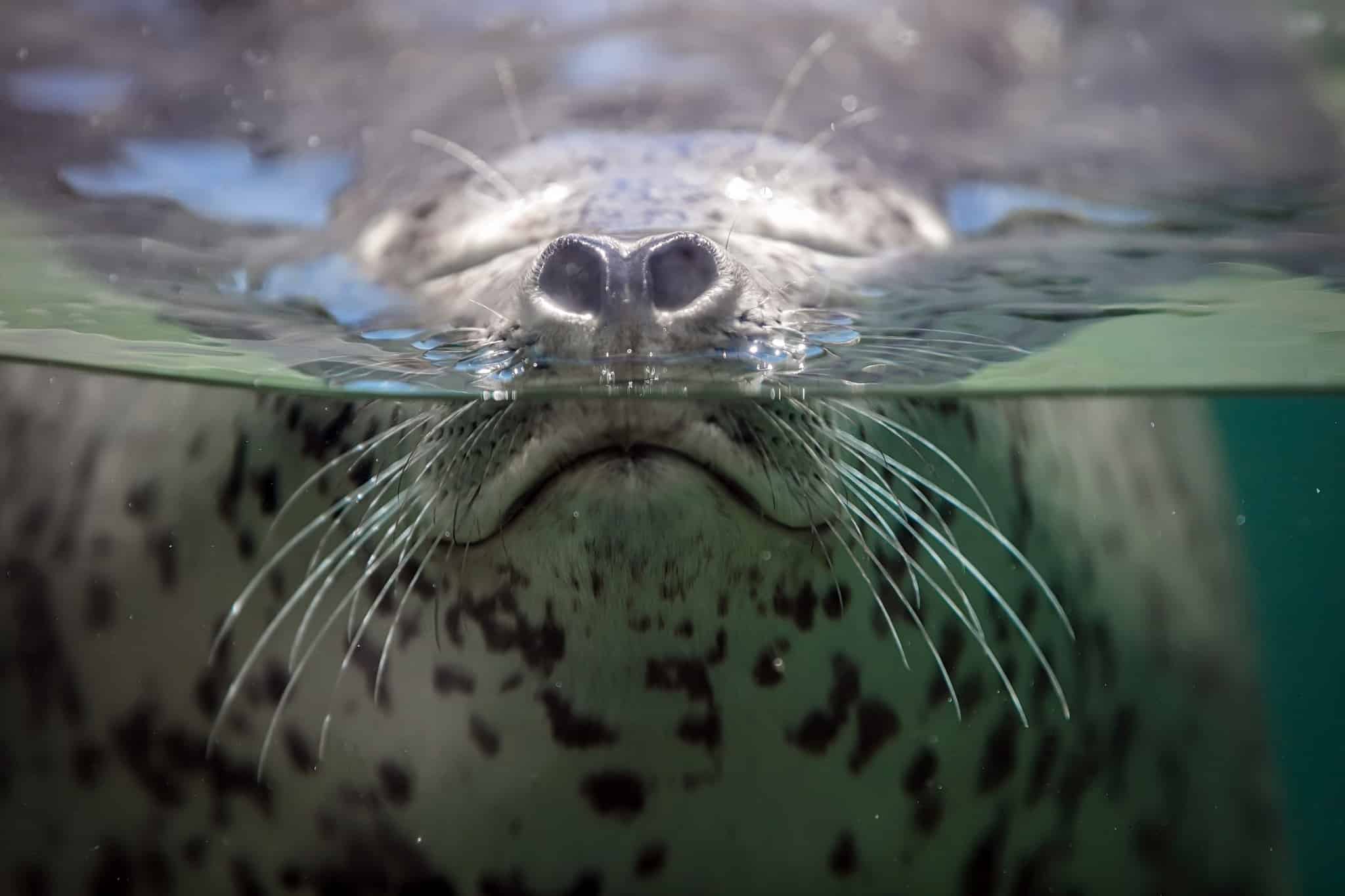 Дышащий тюлень /  © goodfon.ru