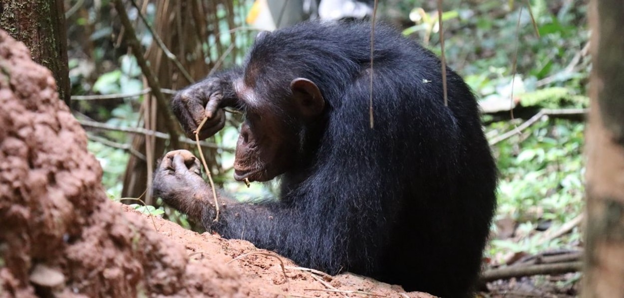 Шимпанзе из национального парке Гомбе-Стрим в Танзании использует инструмент для ловли термитов / © Alejandra Pascual-Garrido