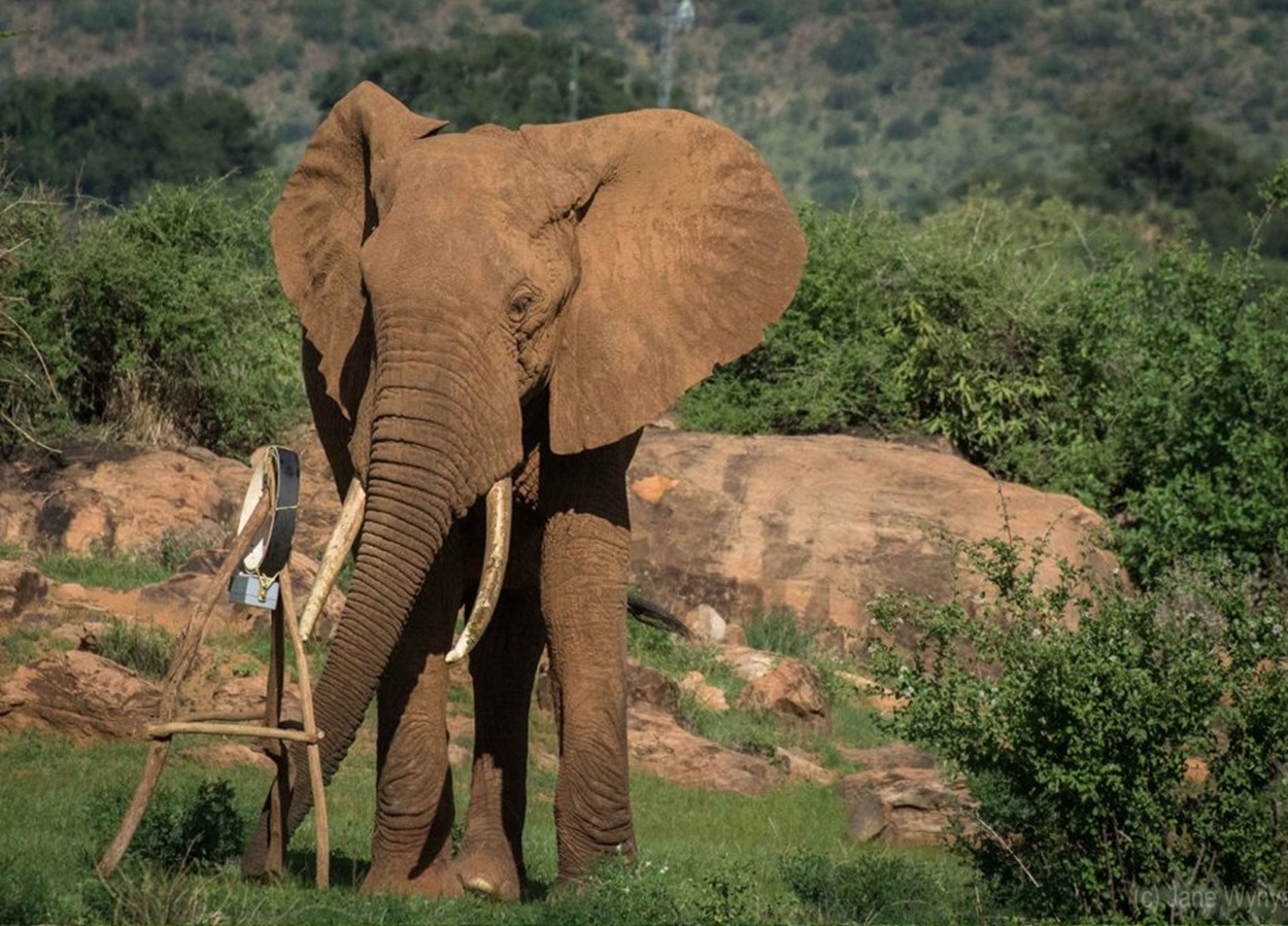 Африканский слон с GPS-трекером, исследуемый в северной части Кении / © Jane Wynyard