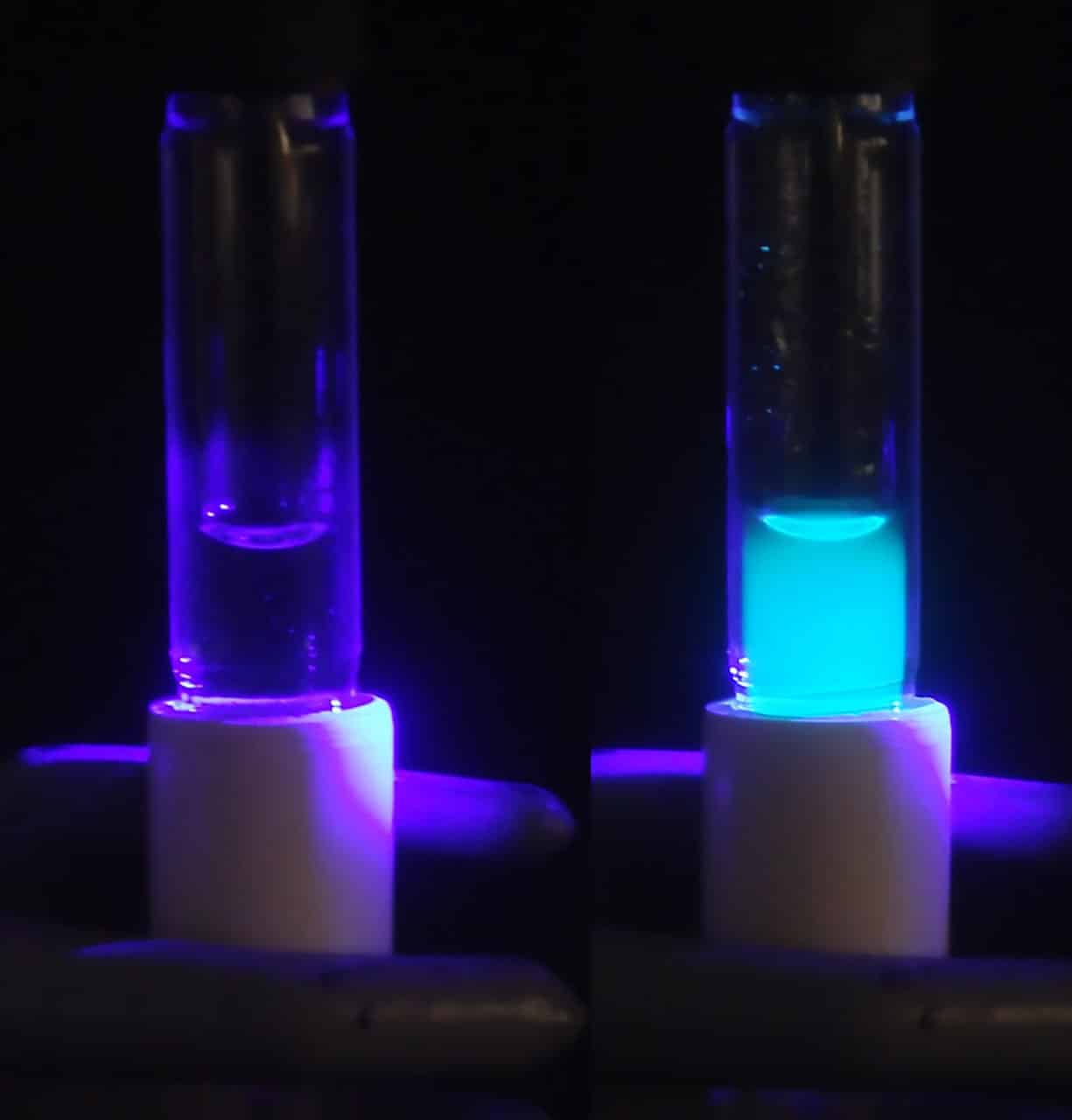 Образцы с высокой (справа) и низкой (слева) концентрацией цианида, рассмотренные в эксперименте / © South Dakota State University