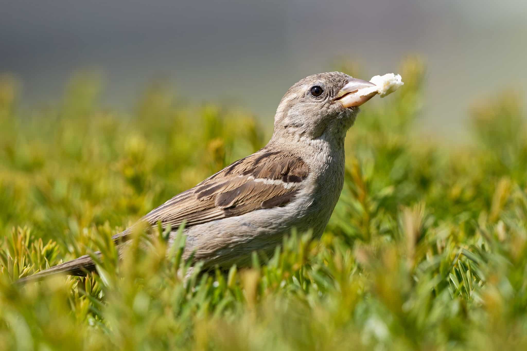 Самка домового воробья с куском хлеба в клюве / © Marie-Lan Taÿ Pamart, Wikimedia Commons.