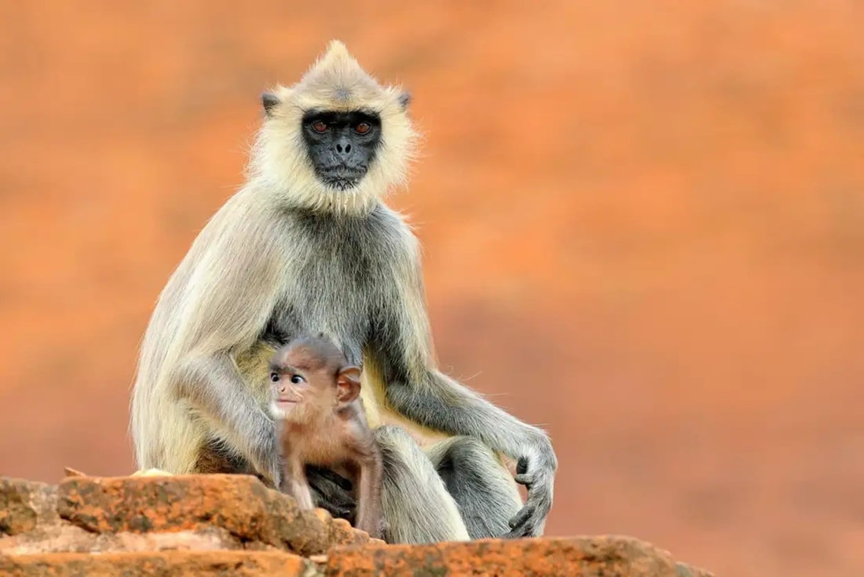 Серые лангуры адаптировали свое поведение так, чтобы мирно выпрашивать вредную пищу у туристов / © Alamy, Ondrej Prosicky