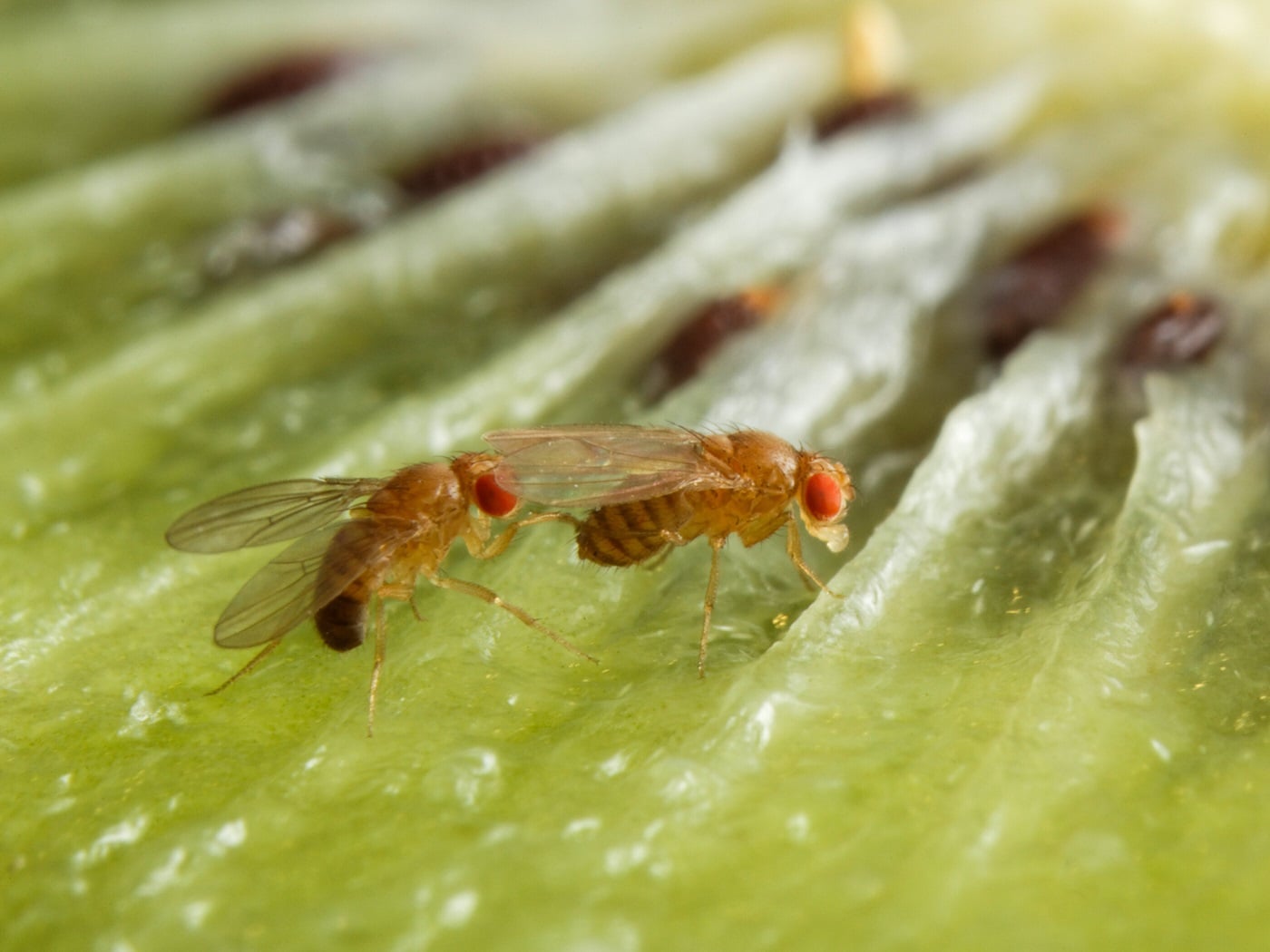 Алкоголь делает самцов плодовых мух вида Drosophila melanogaster более привлекательными, потому что стимулирует выработку половых феромонов / © Anna Schroll