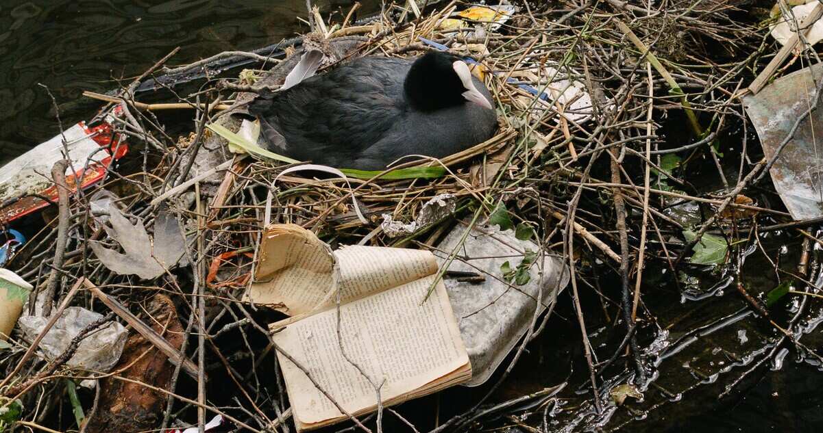 Лысуха (Fulica atra) в гнезде / © Melissa Schriek, The New York Times