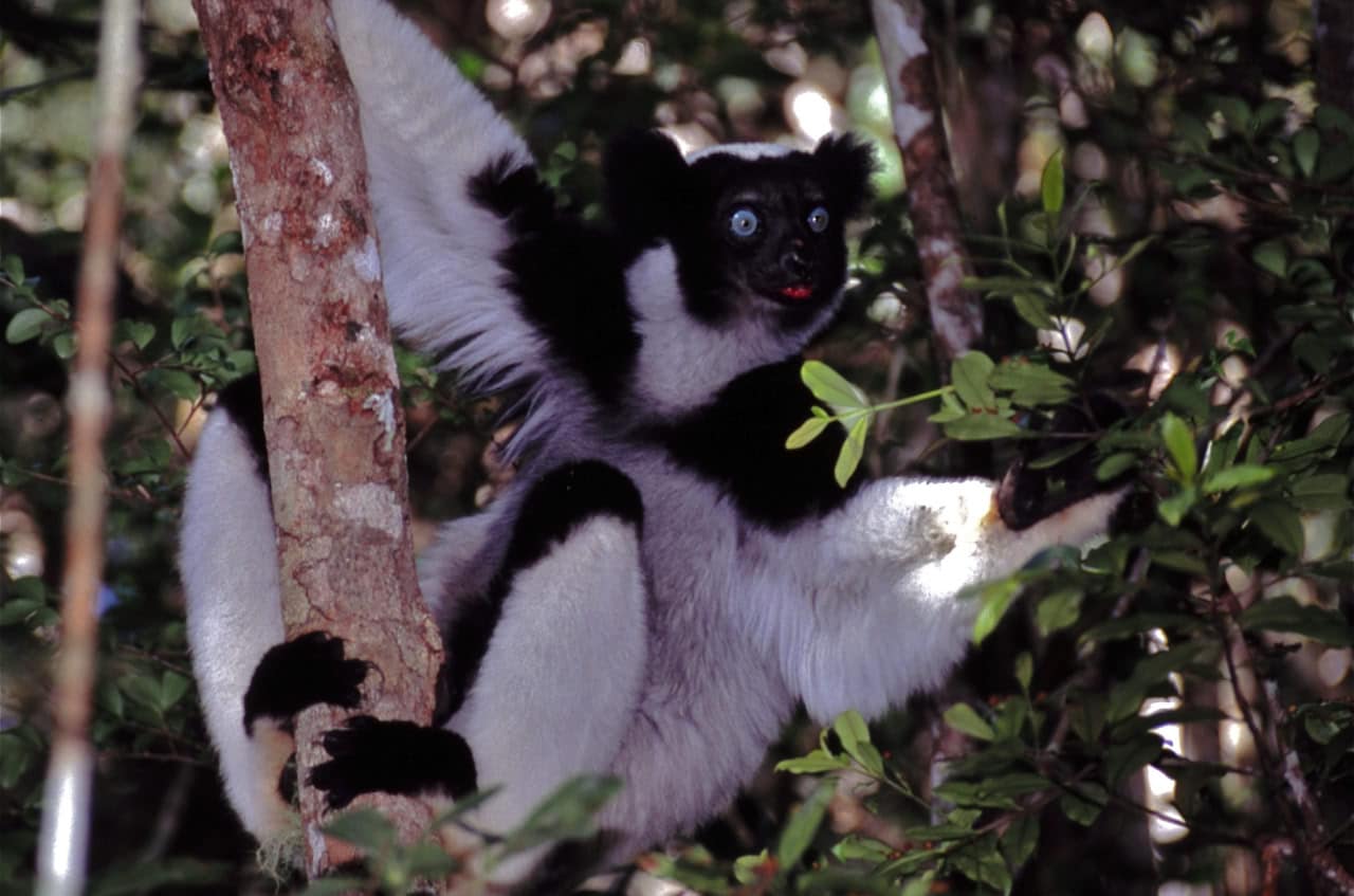 © Bernard Dupont, Animal Pictures Archive