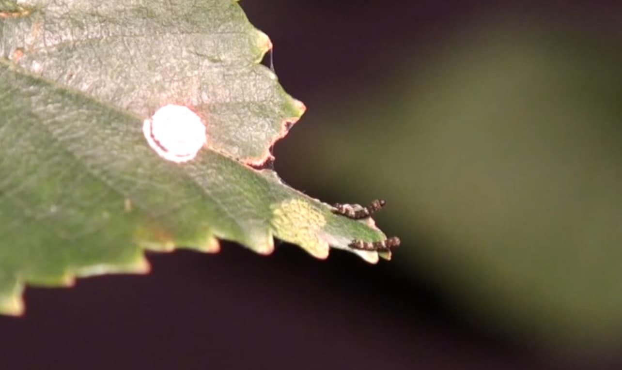Соперничающие гусеницы Falcaria bilineata посылают вибрационные сигналы, чтобы отпугнуть незваных гостей, конкурирующих за одно и то же место на листе / © Matheson et al., Journal of Experimental Biology 2025