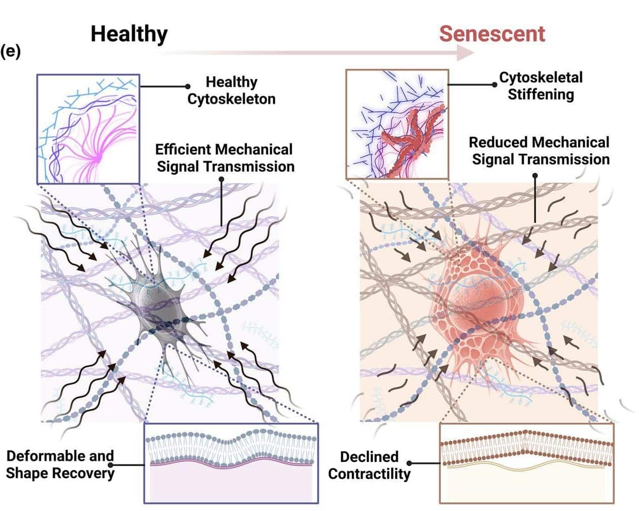 В результате экспериментов здоровые клетки показали плавное и быстрое восстановление до уровня базовой нагрузки, в стареющих же восстановление было замедленным, что указывает на измененную архитектуру и функцию цитоскелета  / © Maryam Tilton et al.
