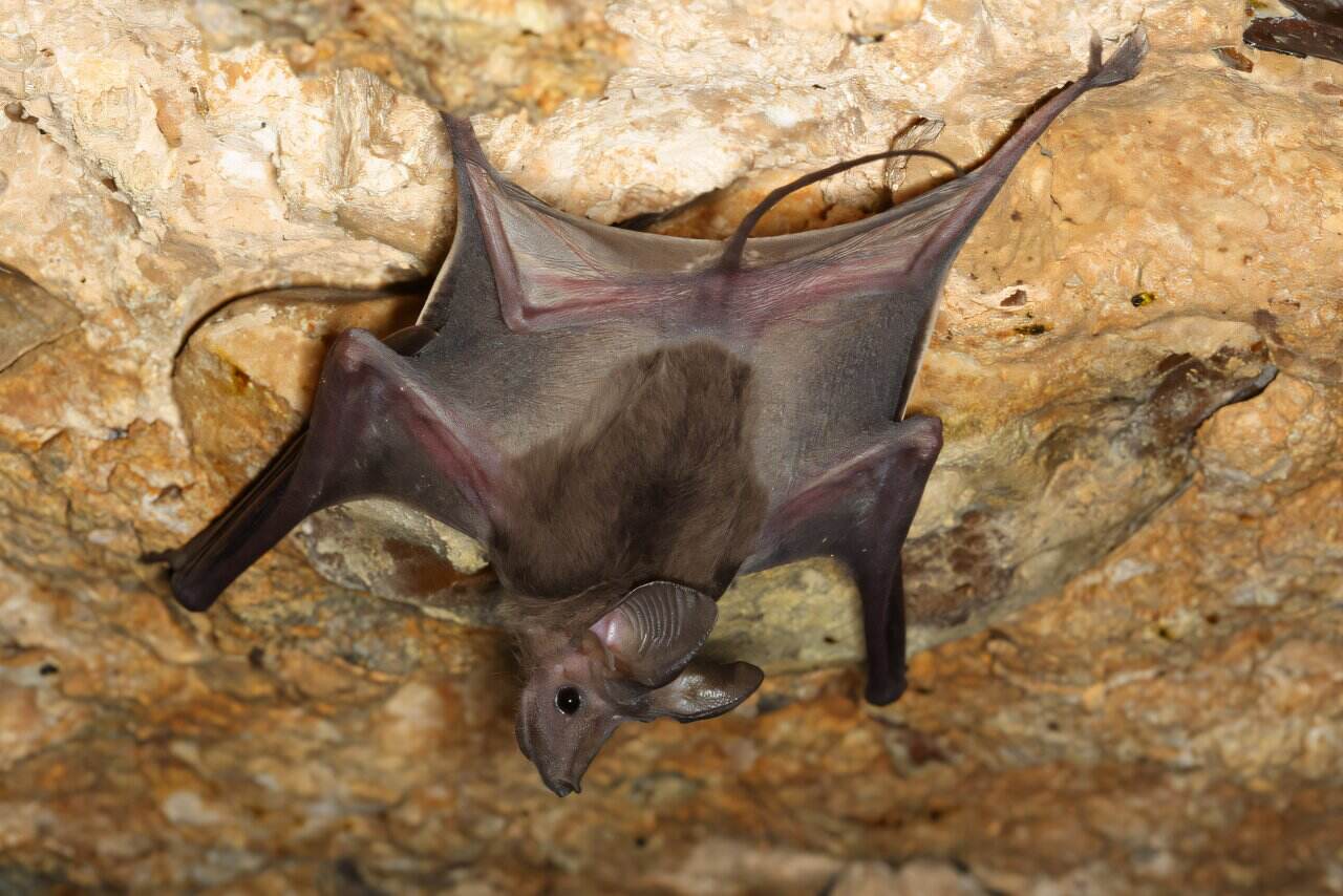 Большой мышехвост (Rhinopoma microphyllum) / © Jens Rydell