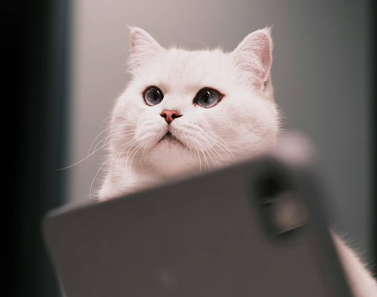 © Enzo Kin, unsplash.com