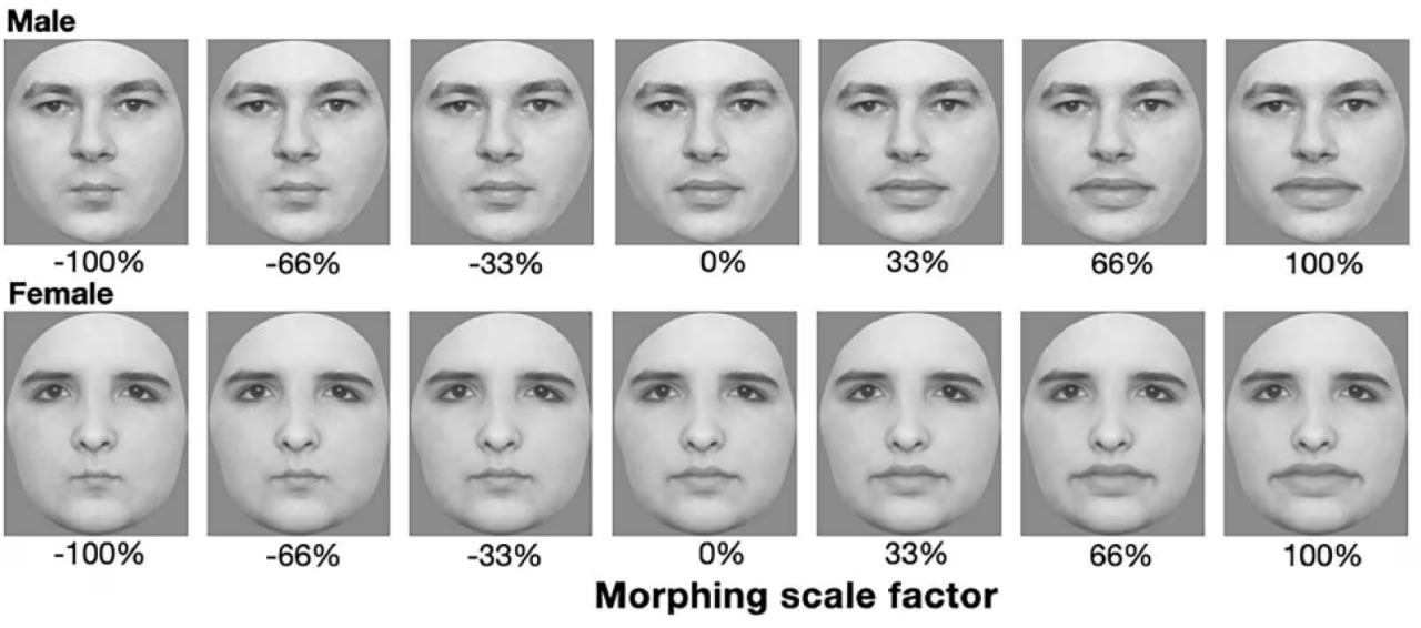 Пример фотографий, использованных в эксперименте, с семью вариантами размера губ — от тонких до припухлых / © Alais David, Stephens Jacqueline, Taubert Jessica, Proceedings of the Royal Society B.